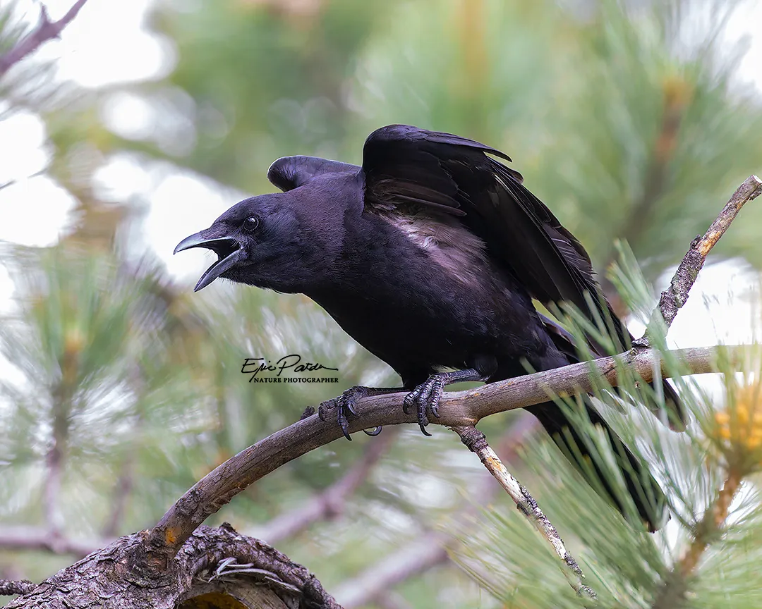 Colorado — American Crow