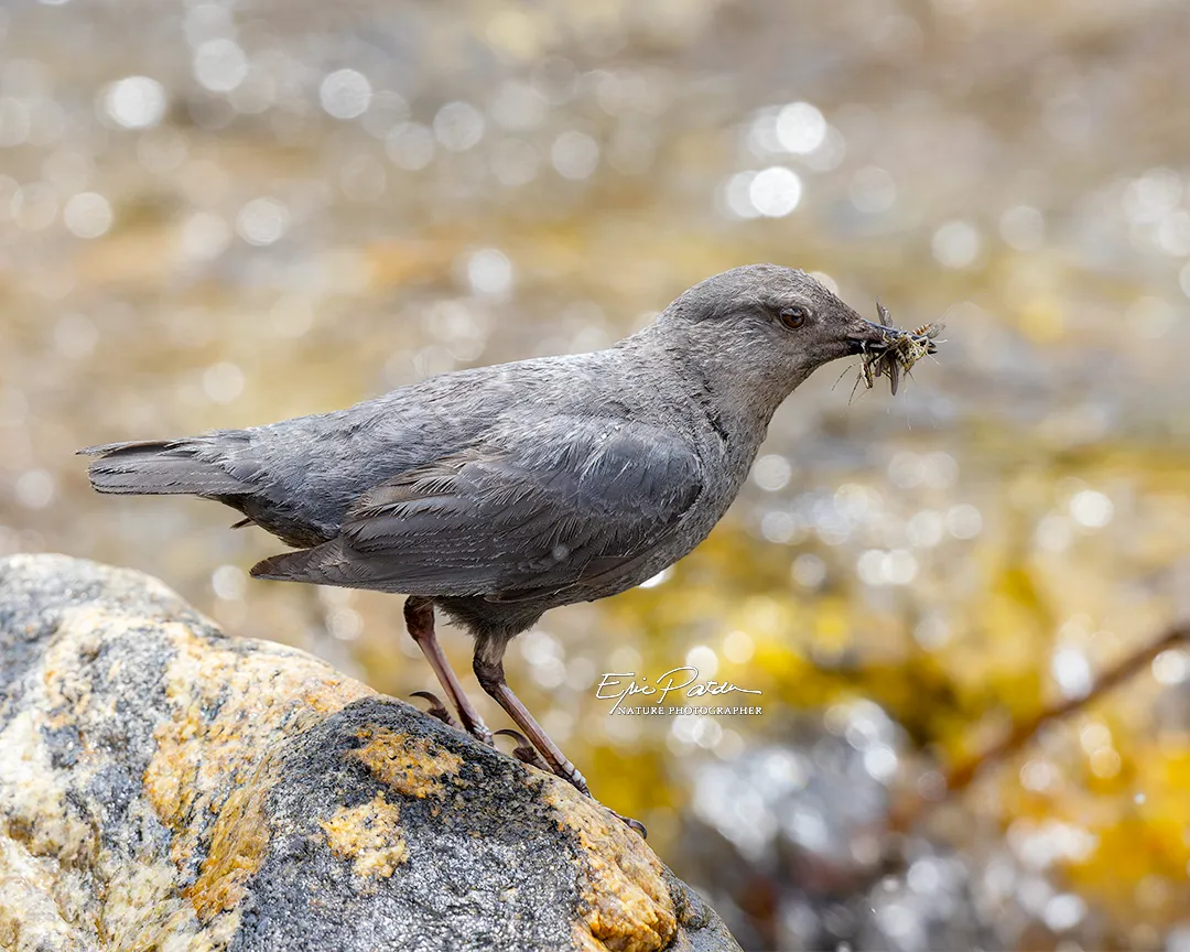 American Dipper, Colorado