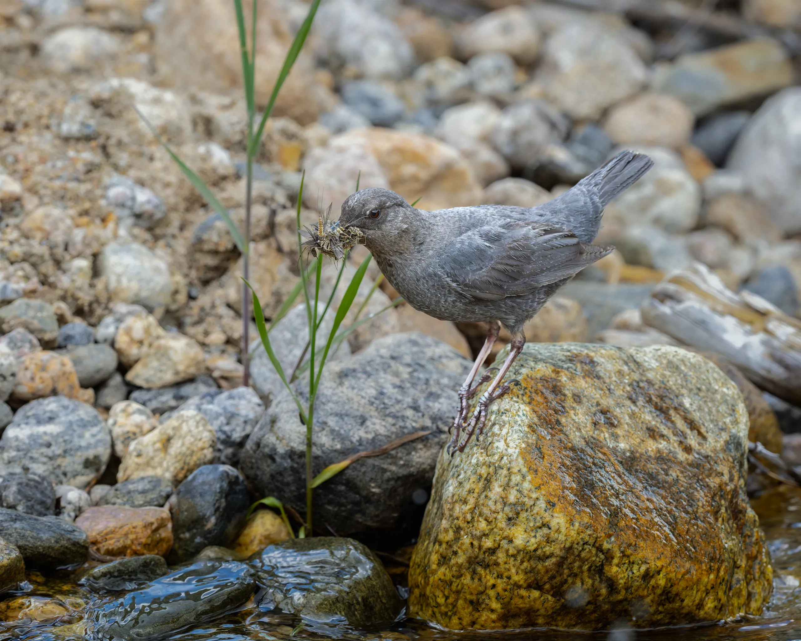 American Dipper, Colorado