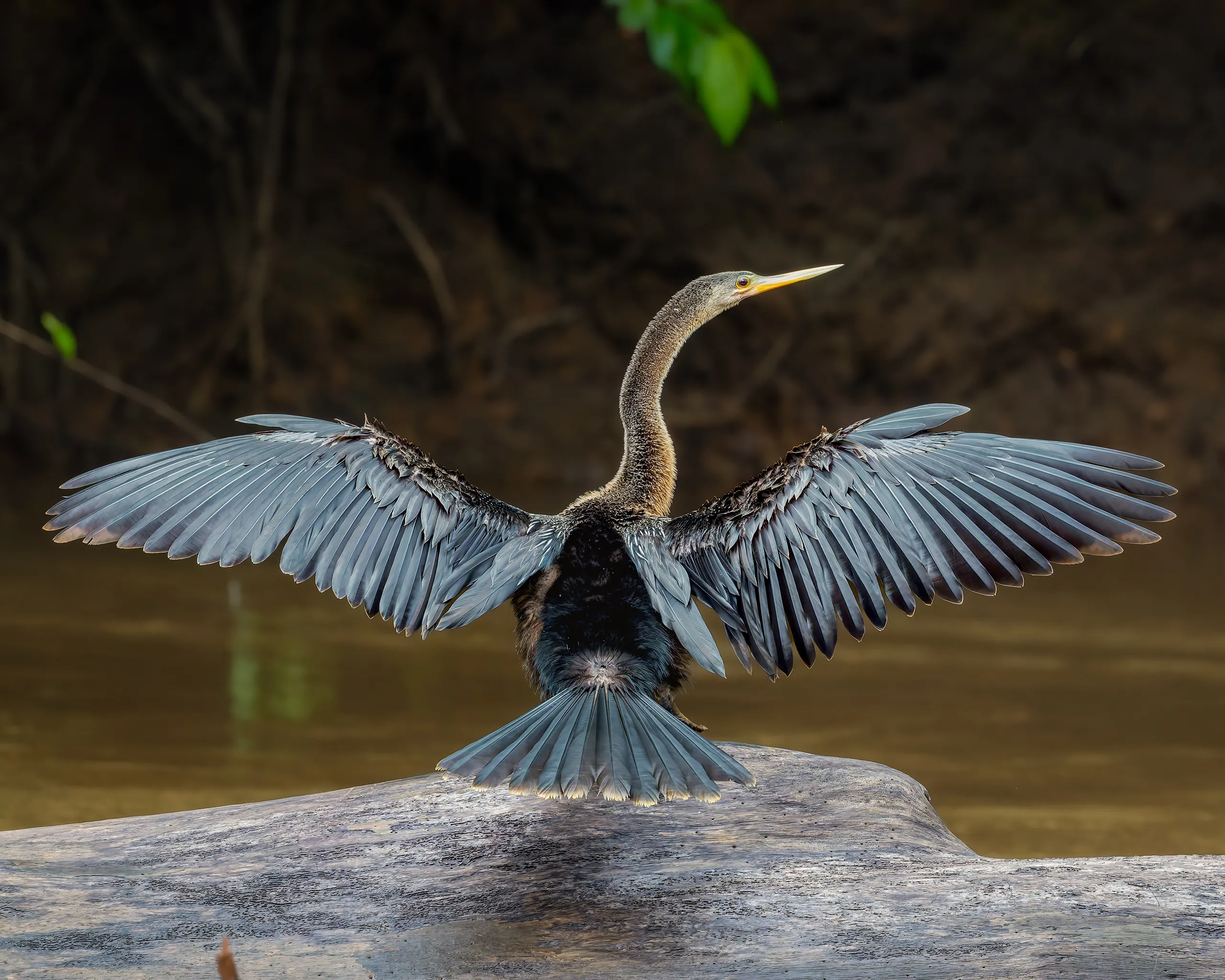 Costa Rica — Anhinga