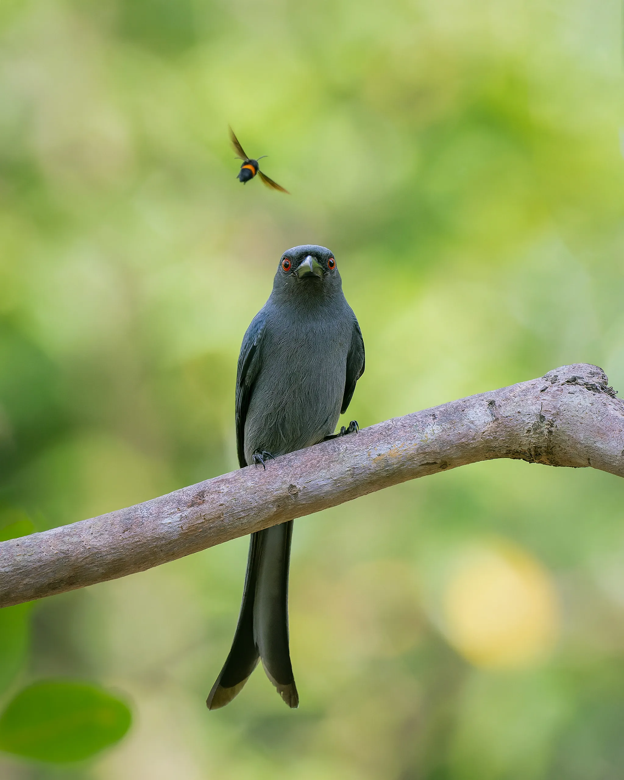 Philippines — Ashy Drongo