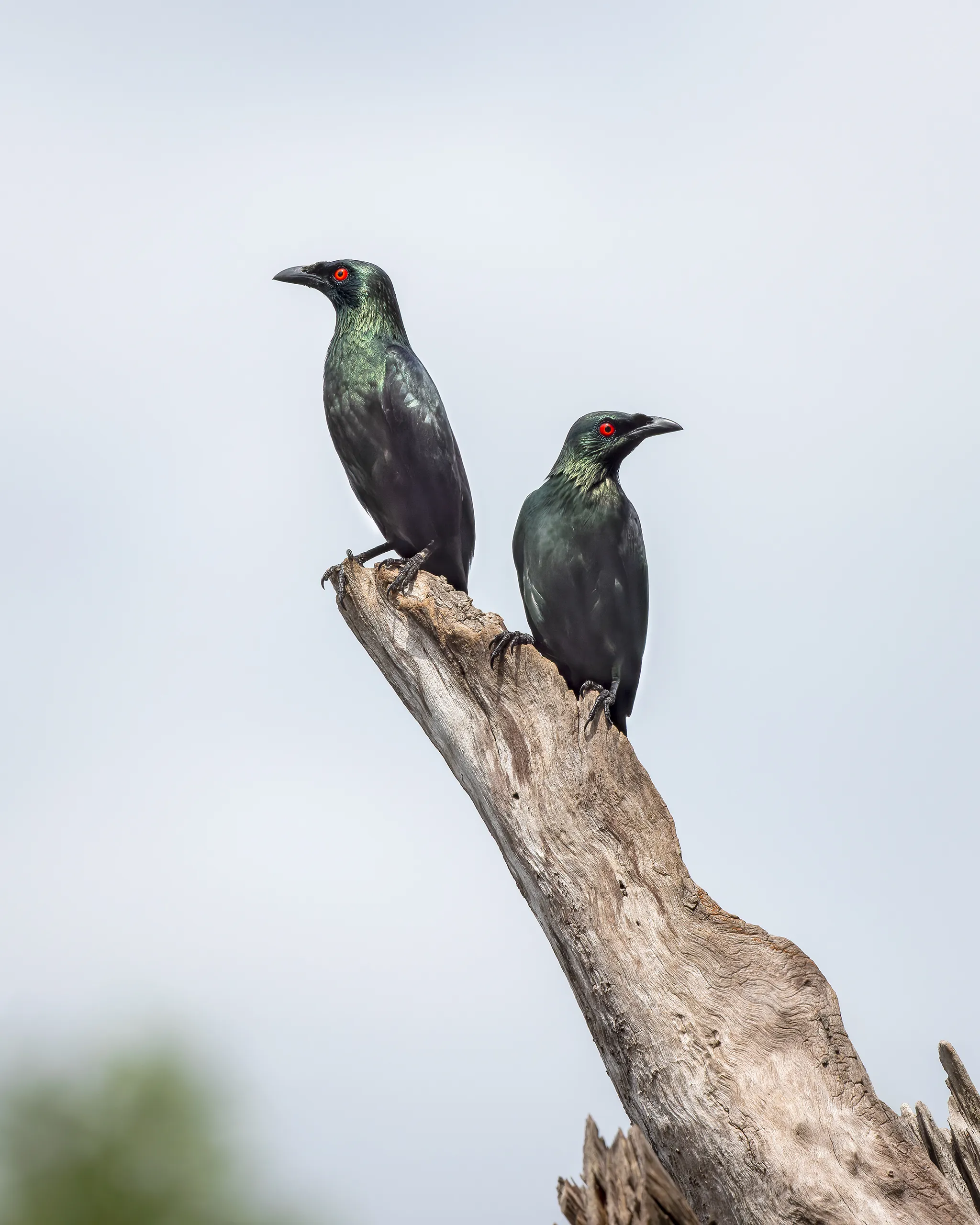 Asian Glossy Starling, Philippines