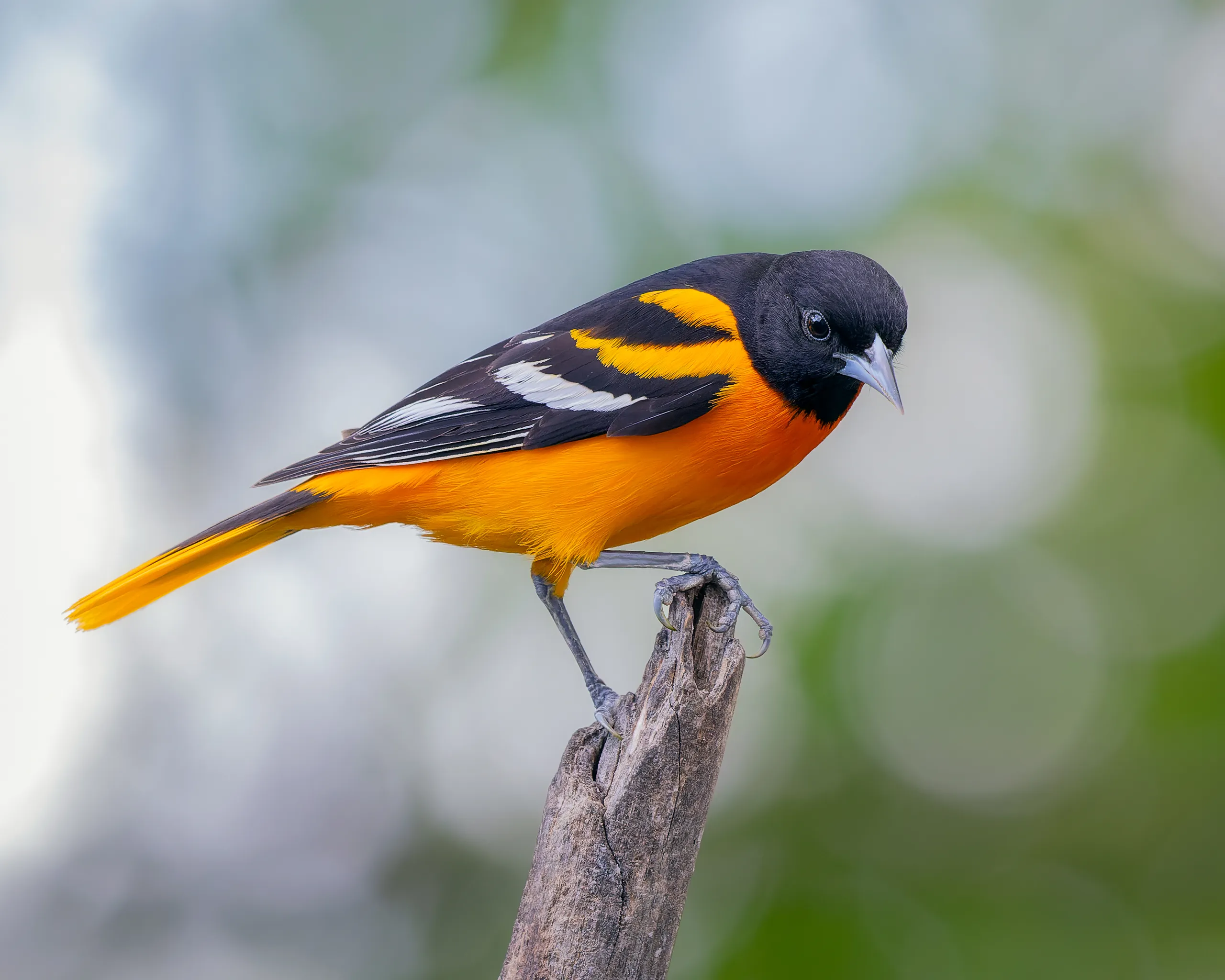 Nebraska — Baltimore Oriole