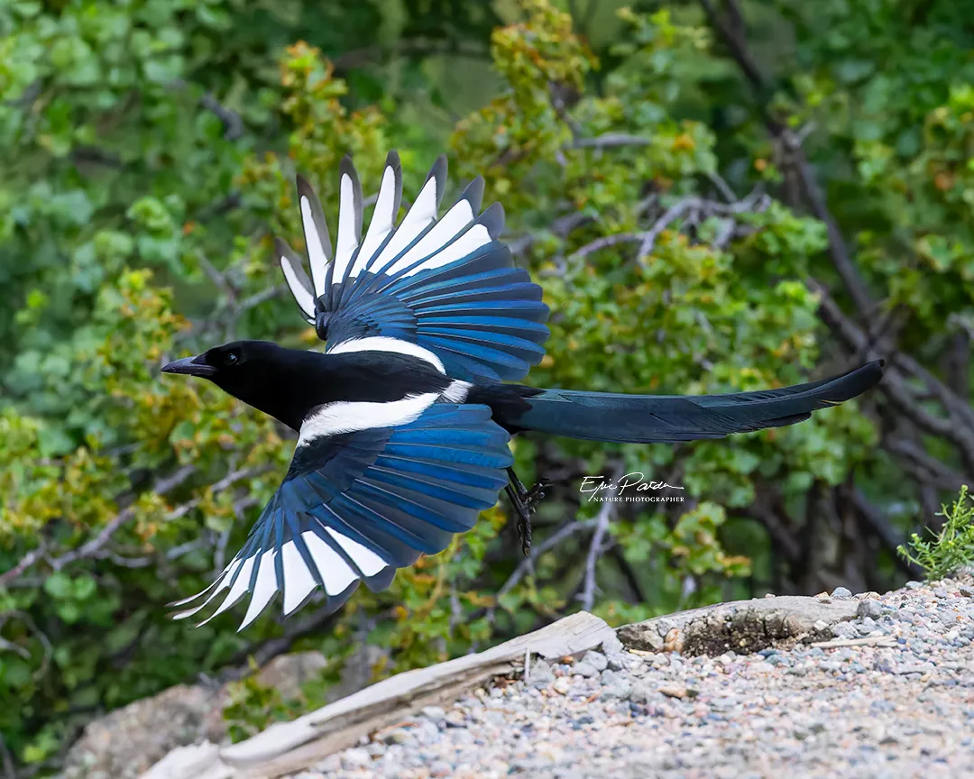 Black-billed Magpie, Colorado