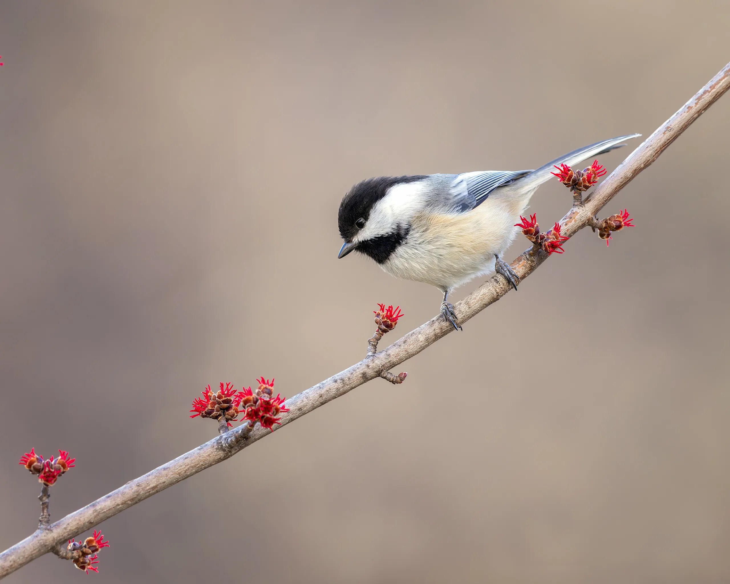 Black-capped Chickadee, Nebraska