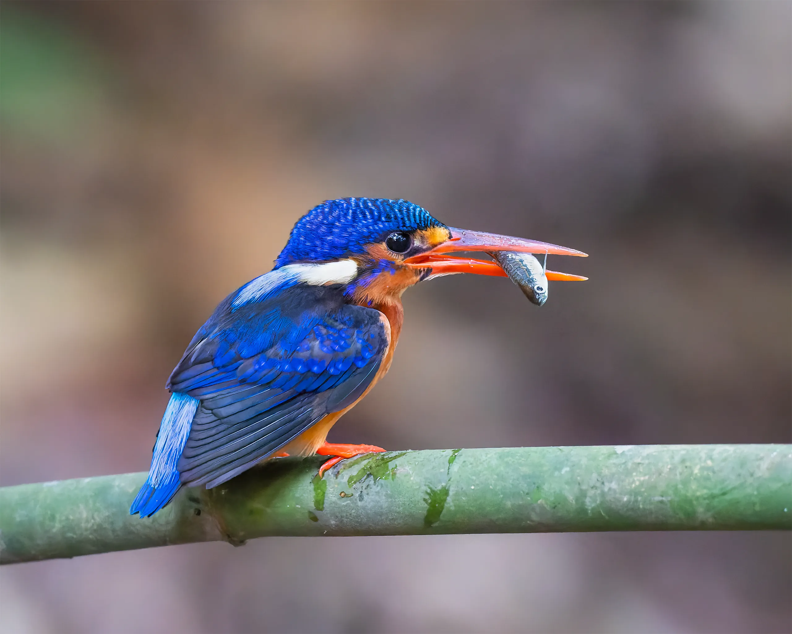 Blue-eared Kingfisher, Philippines