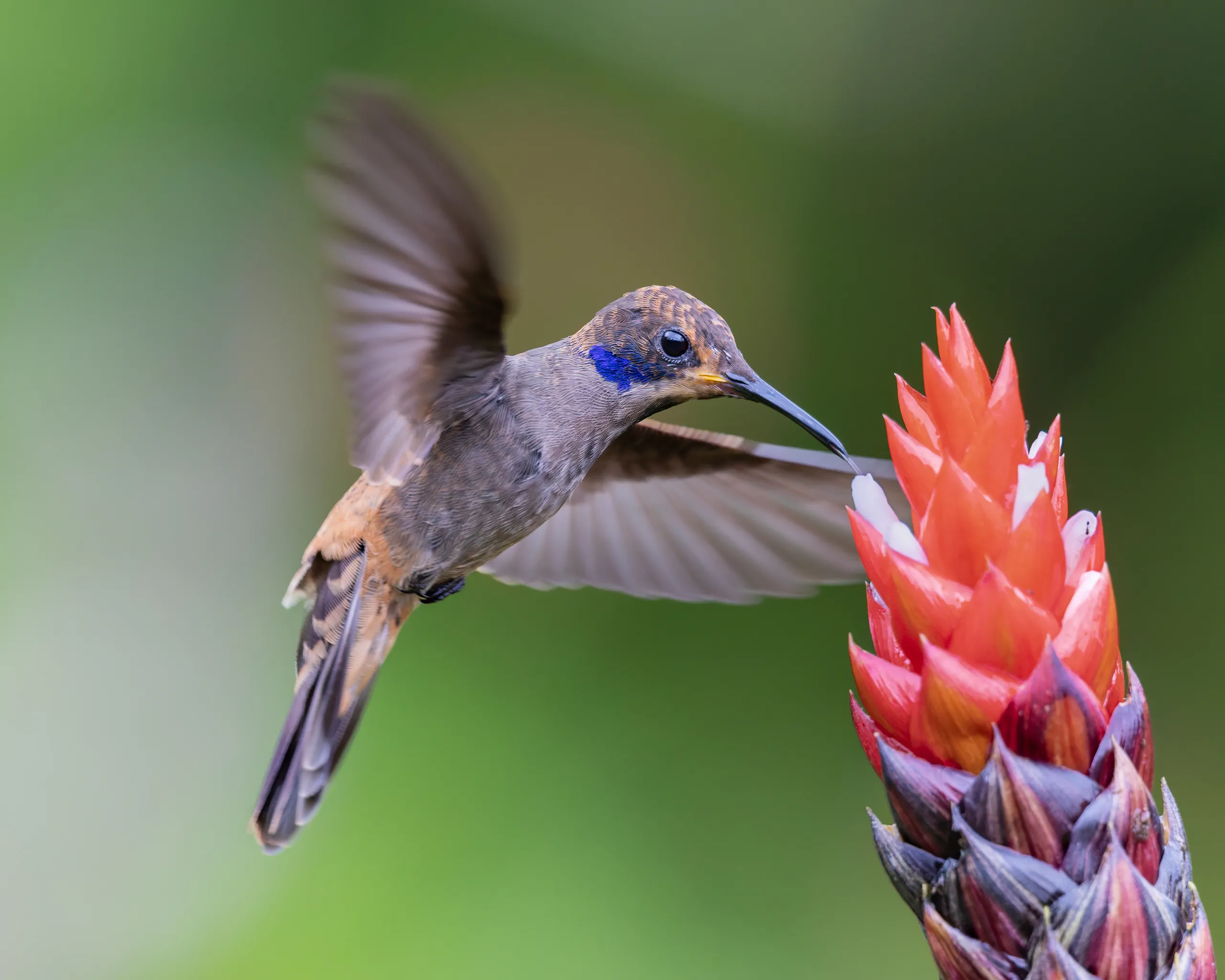 Brown Violetear, Costa Rica