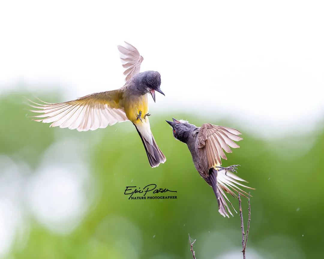 Arizona — Cassin's Kingbird