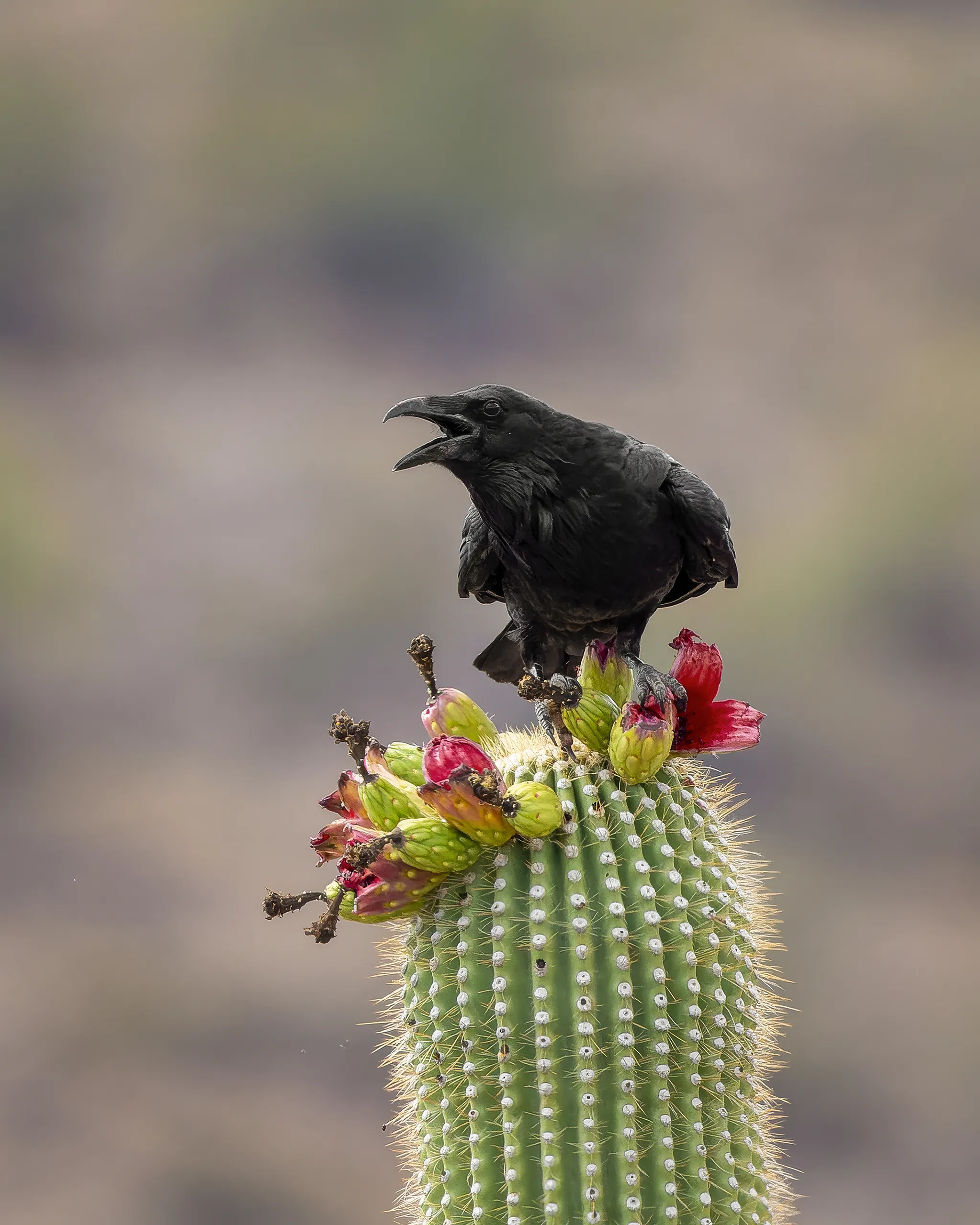 Common Raven, Arizona
