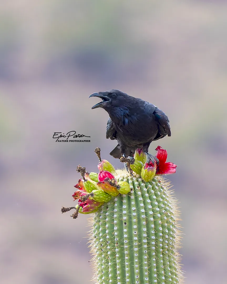 Common Raven, Arizona