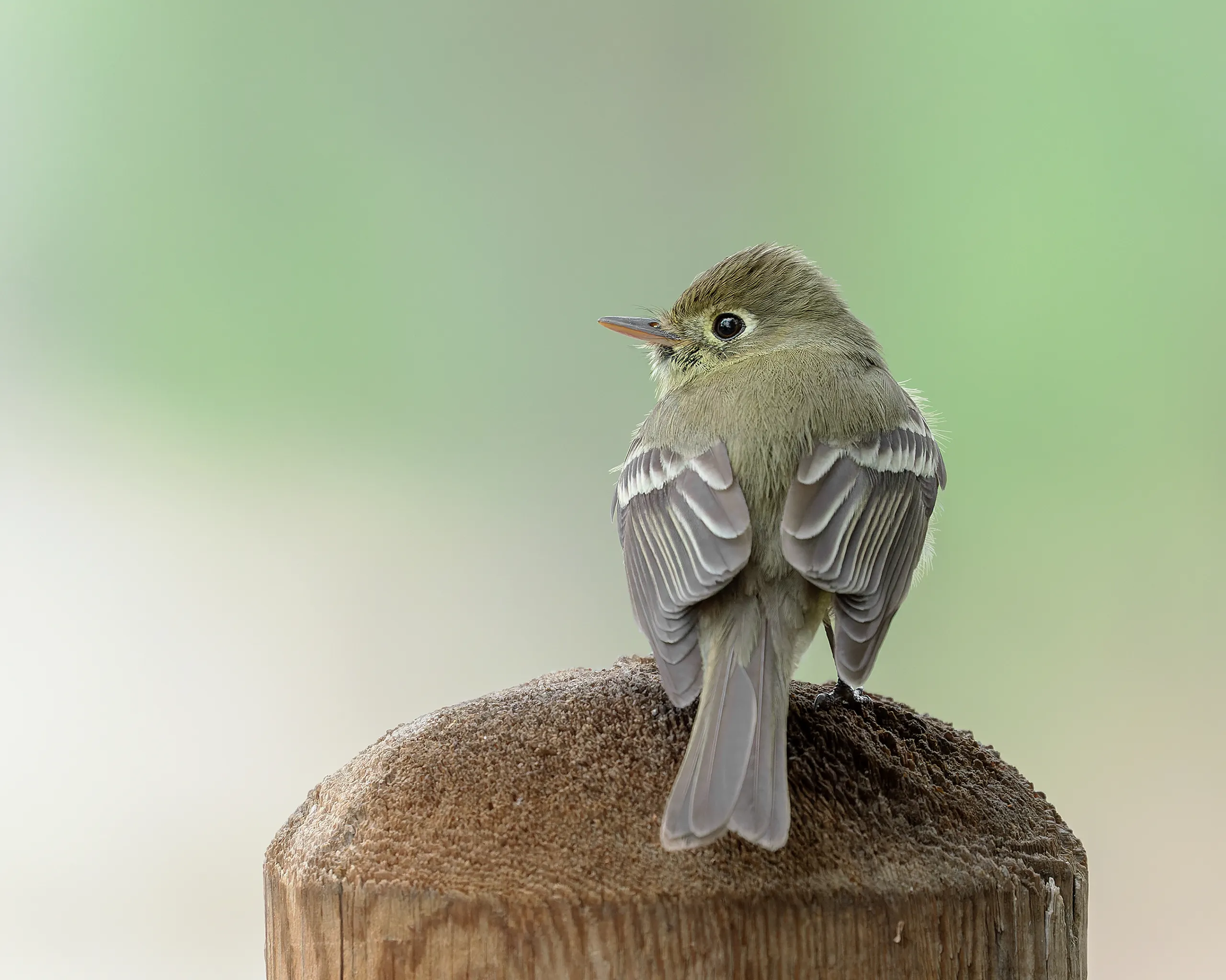 Cordilleran Flycatcher, Colorado