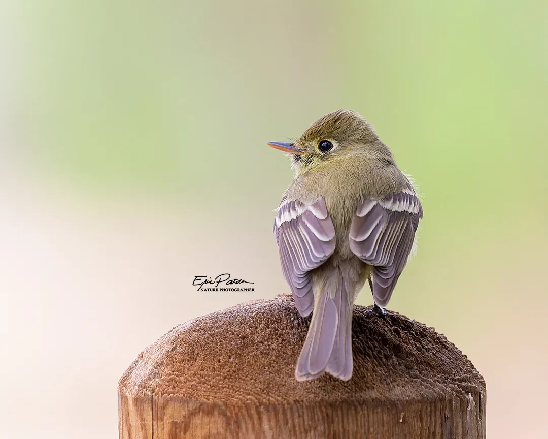 Cordilleran Flycatcher, Colorado