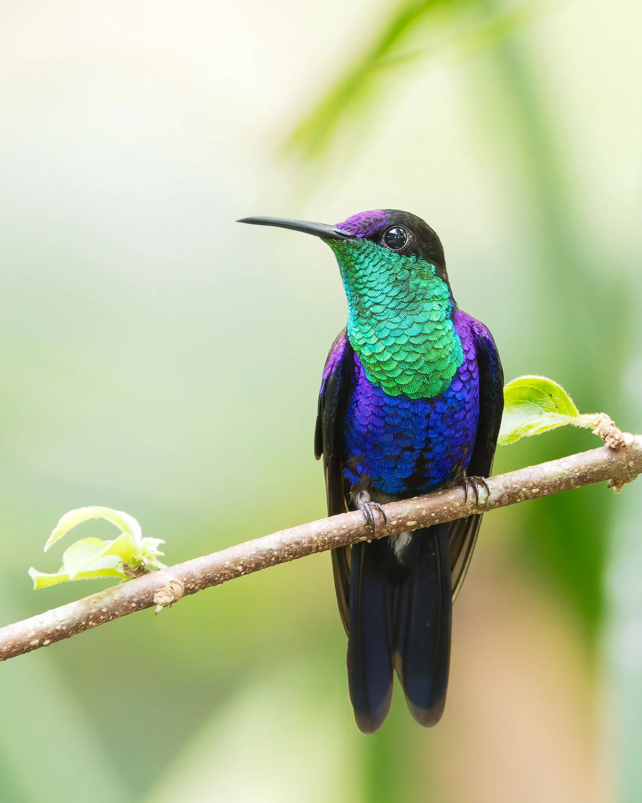 Crowned Woodnymph, Costa Rica