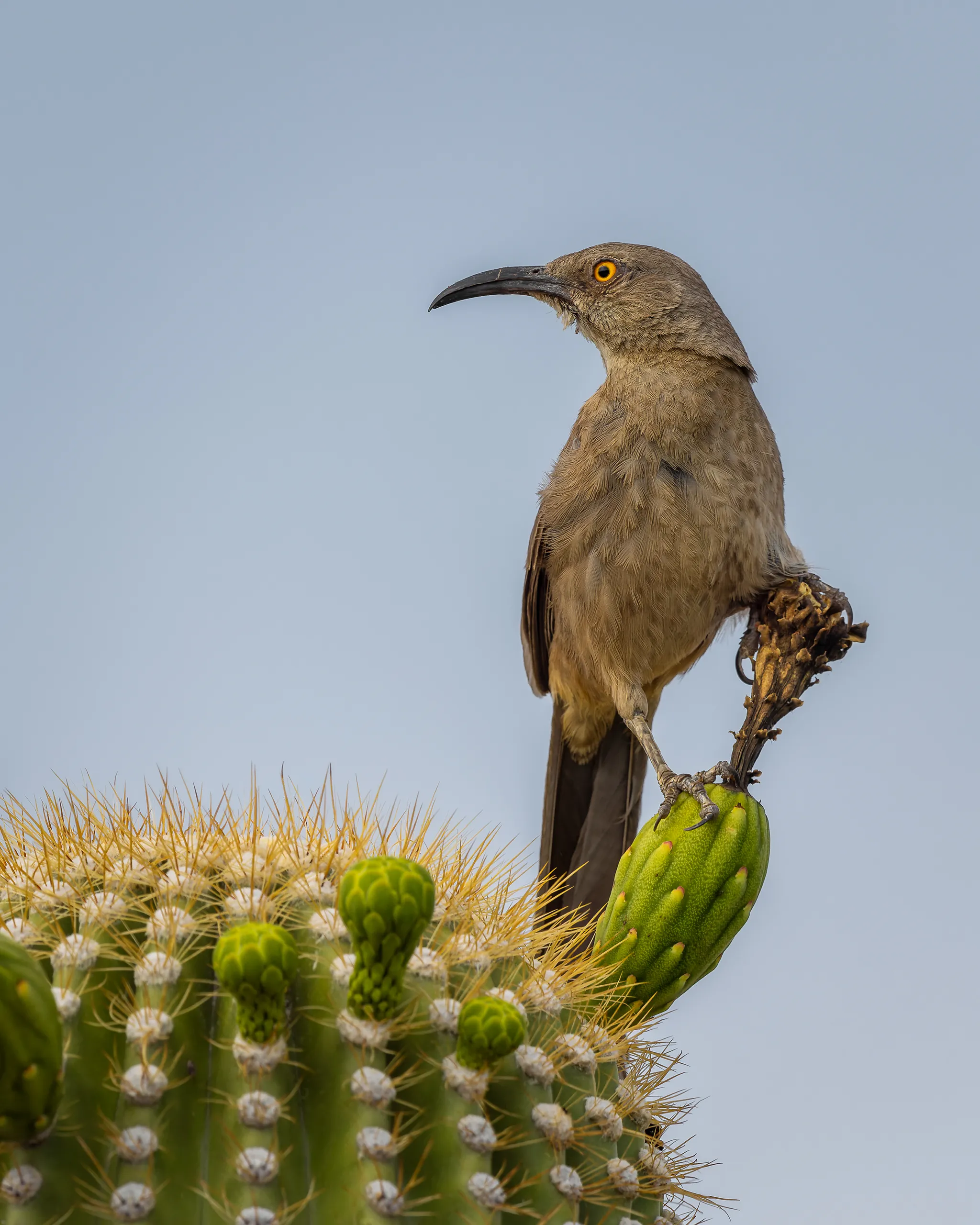 Curve-billed Thrasher, Arizona