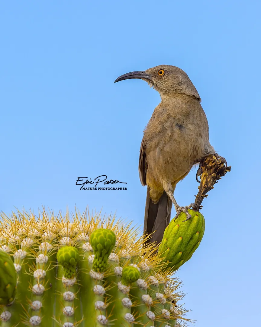 Curve-billed Thrasher, Arizona