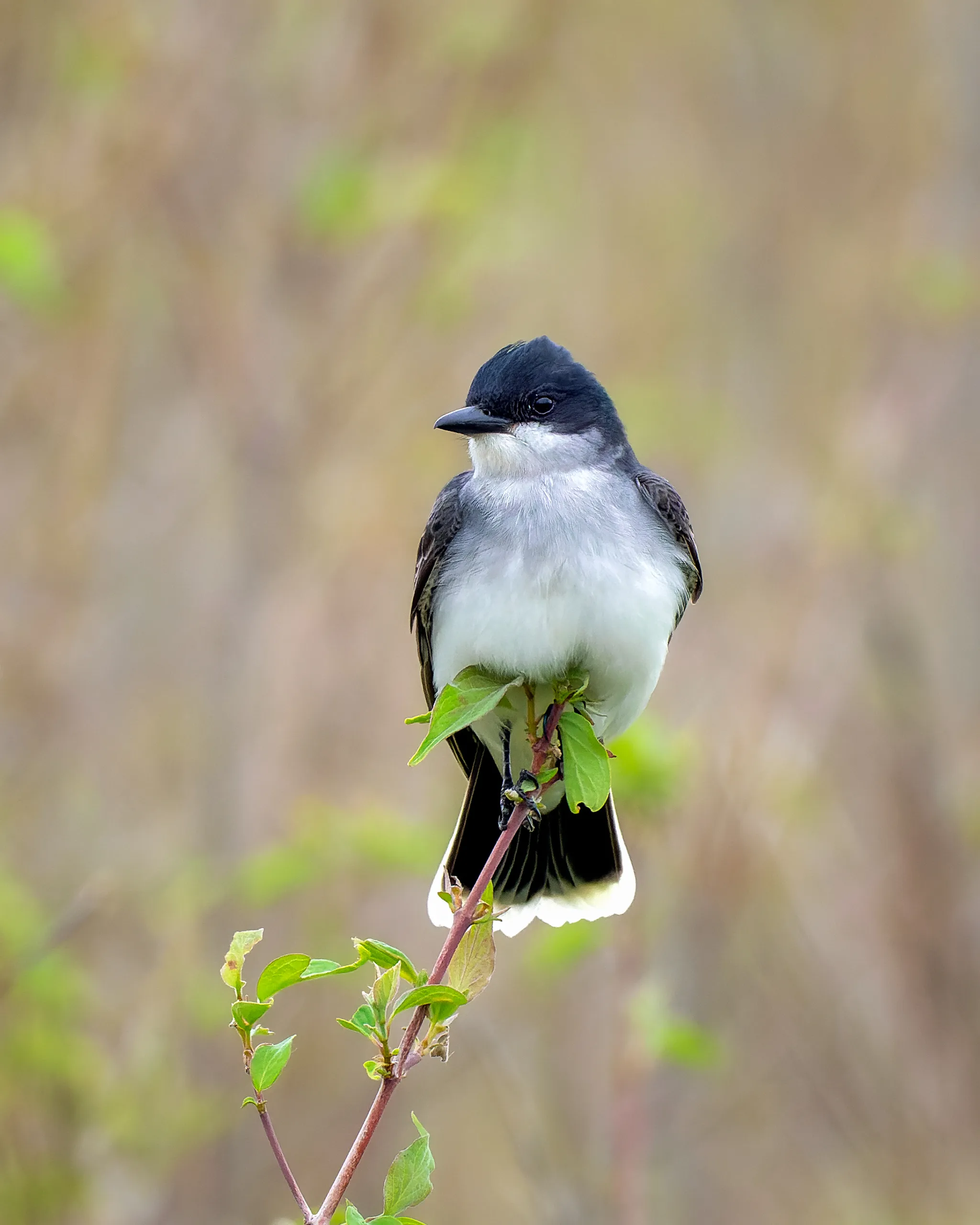 Eastern Kingbird, Nebraska