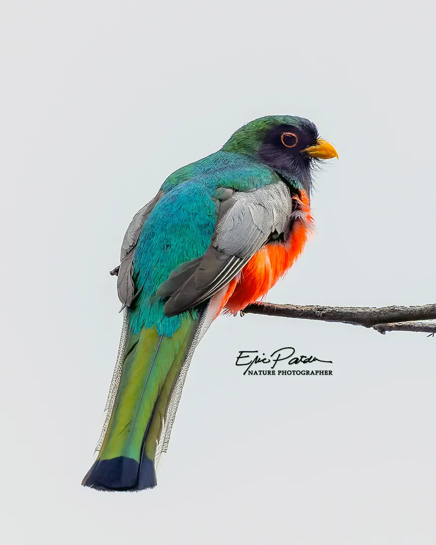 Elegant Trogon, Arizona