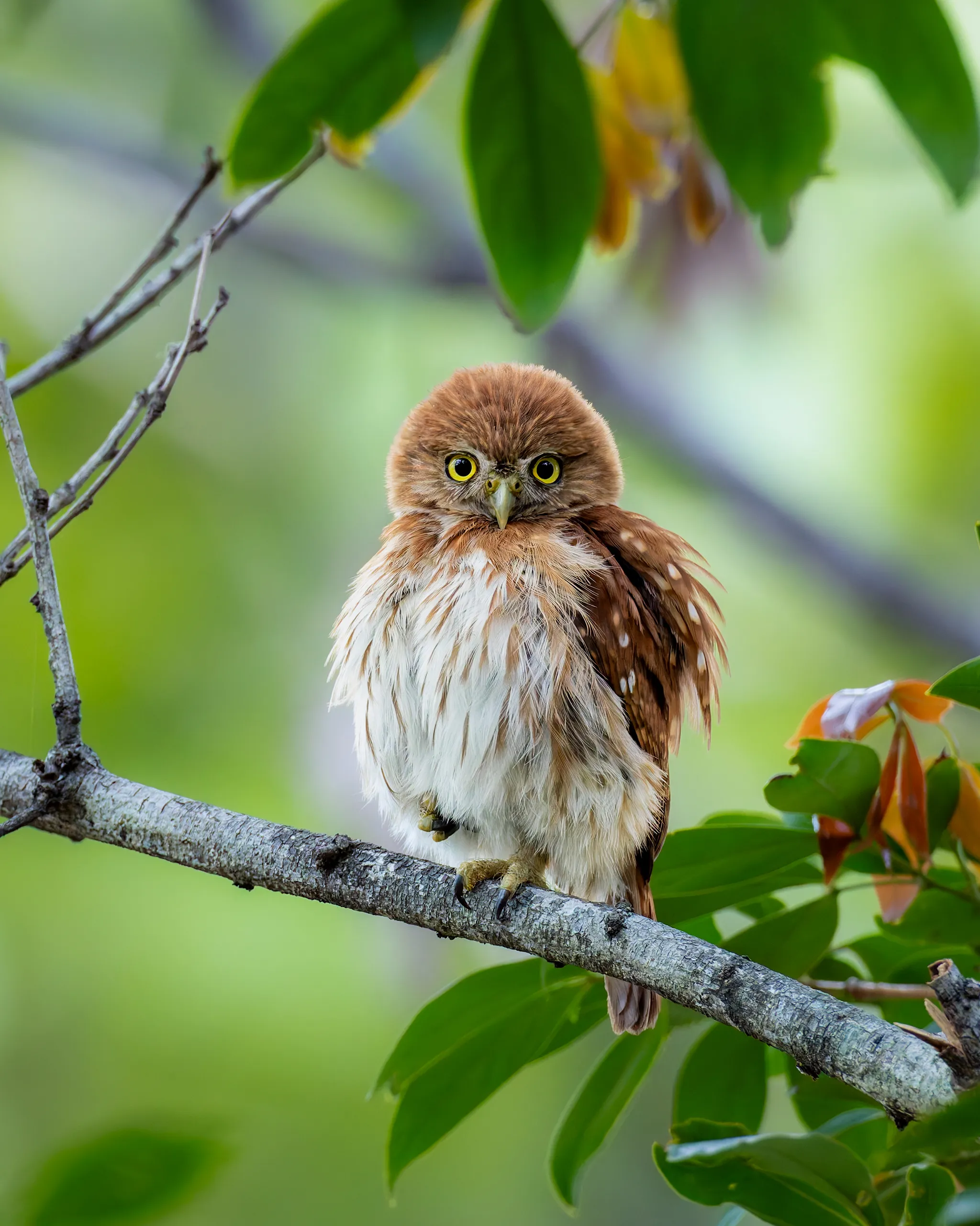 Ferruginous Pygmy-Owl, Costa Rica