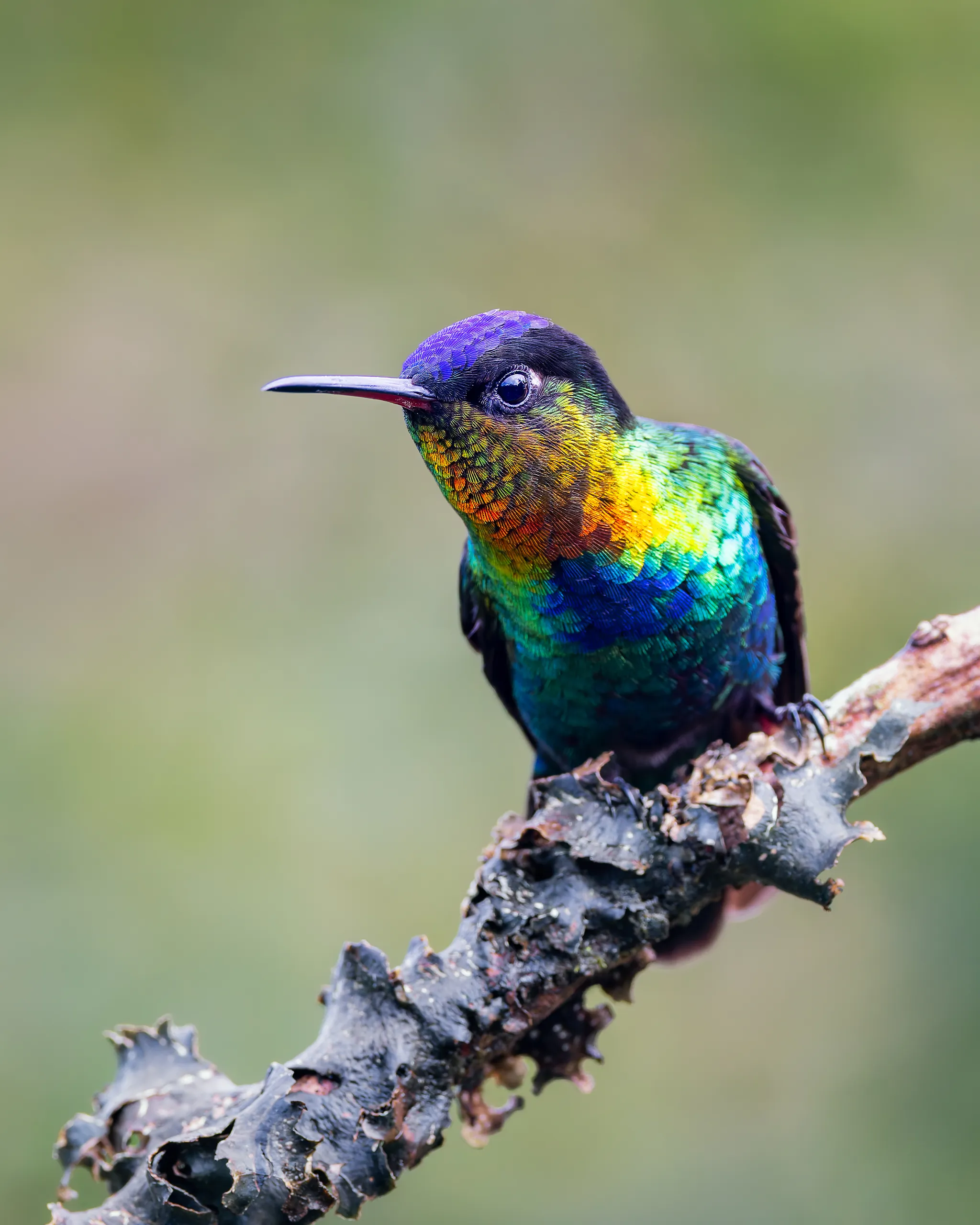 Fiery-throated Hummingbird, Costa Rica