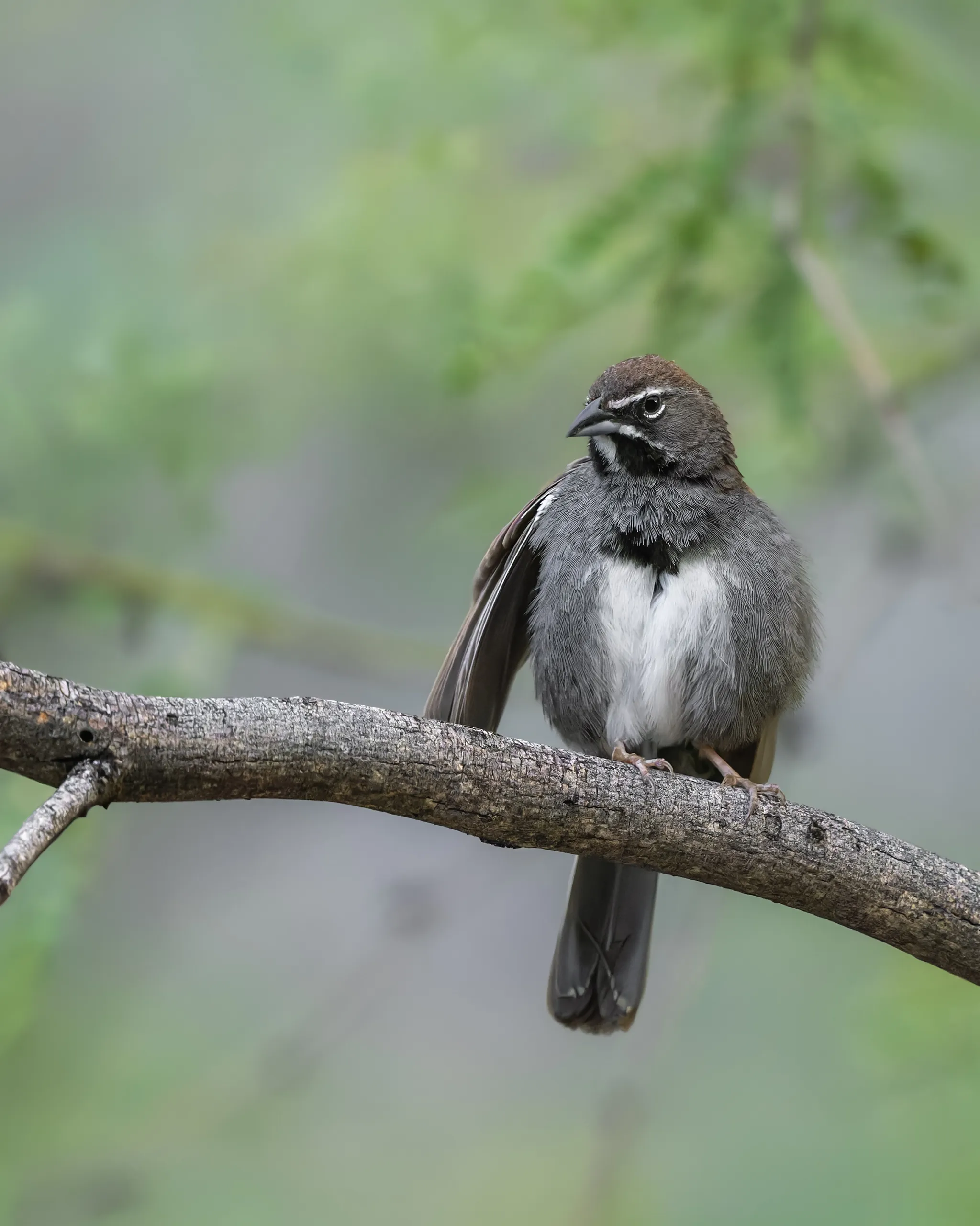 Five-striped Sparrow, Arizona