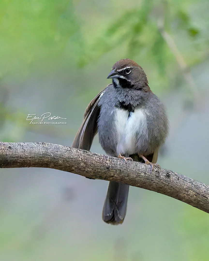 Five-striped Sparrow, Arizona