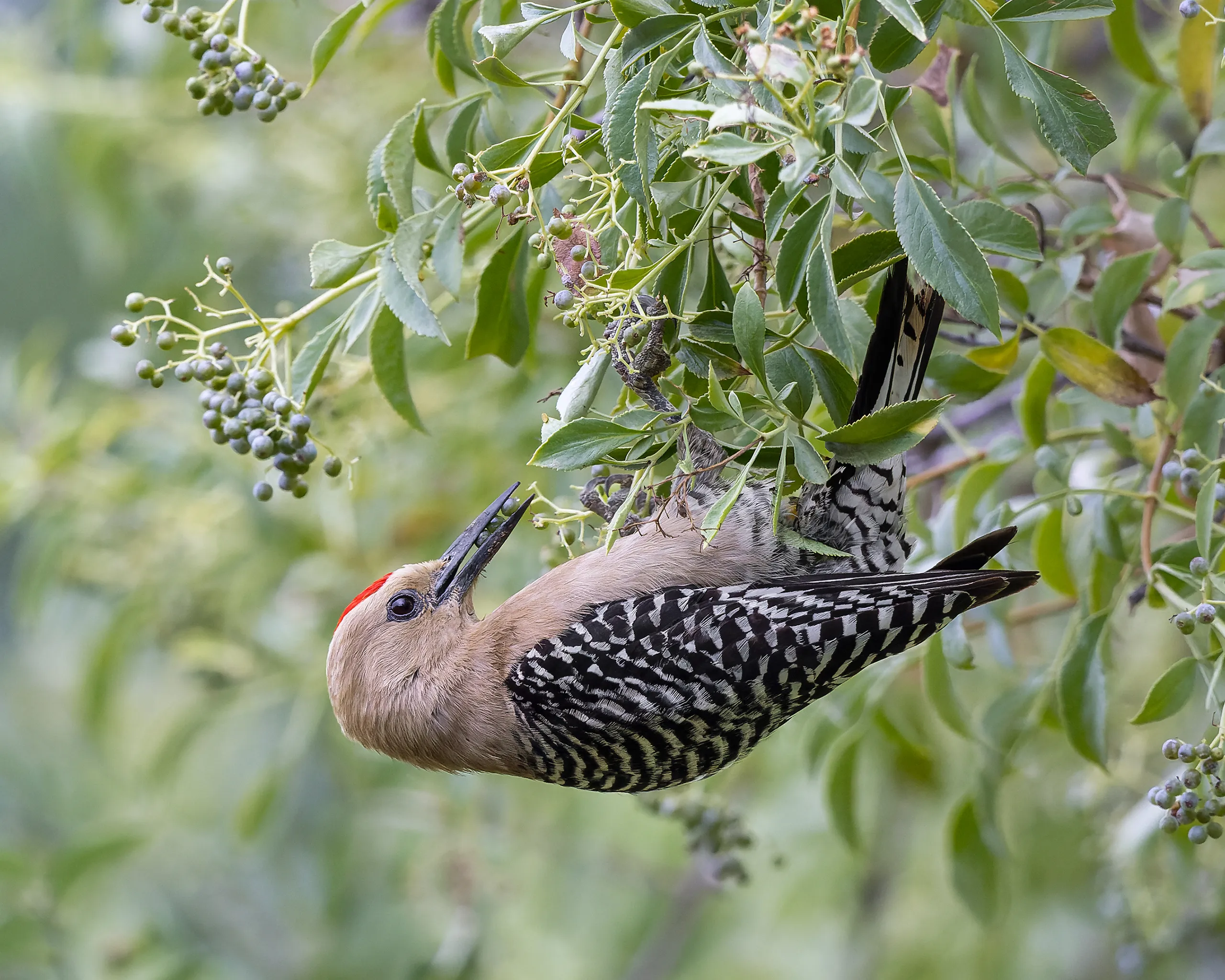 Gila Woodpecker, Arizona