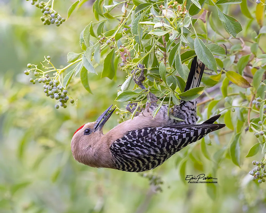 Gila Woodpecker, Arizona