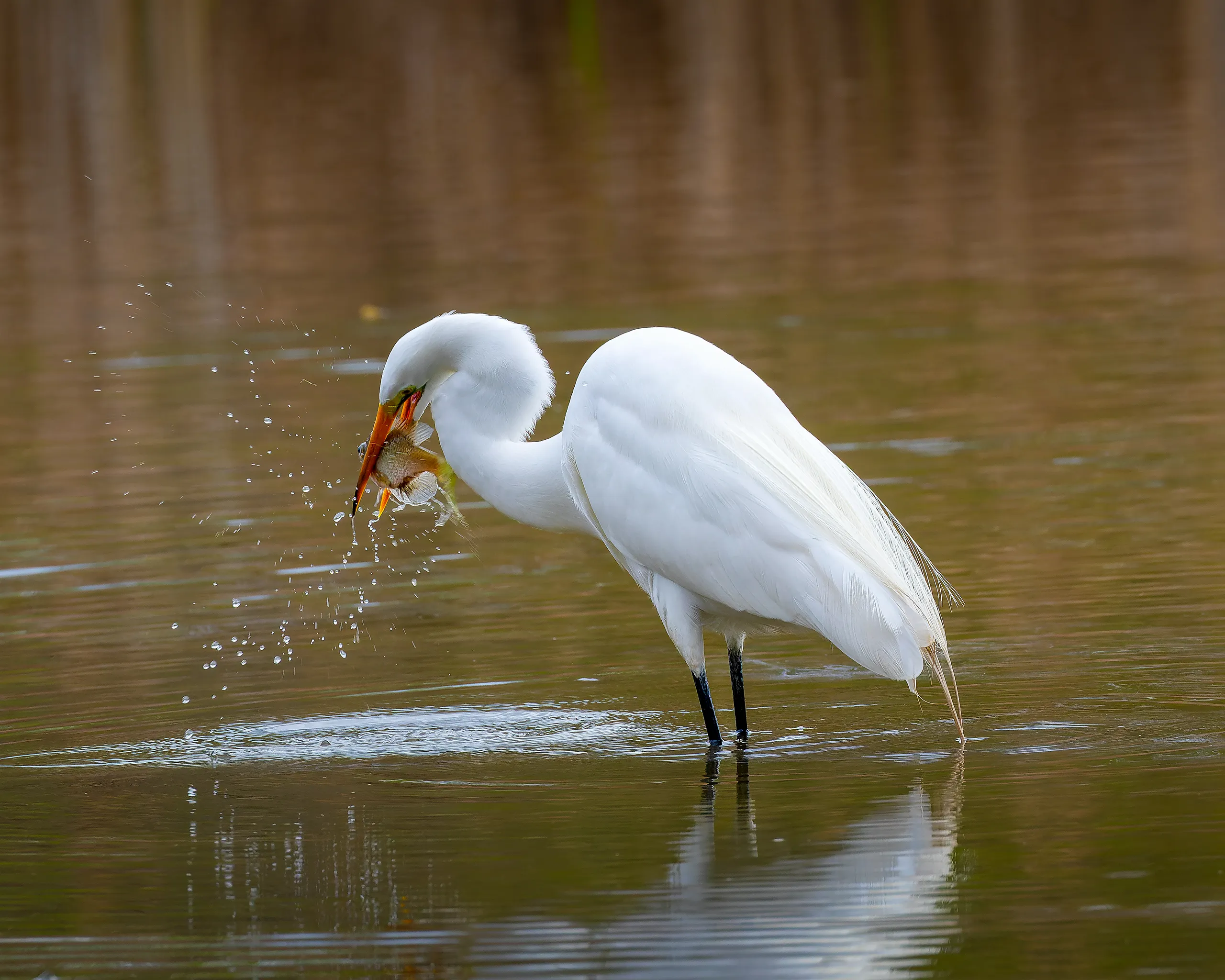 Great Egret, Nebraska