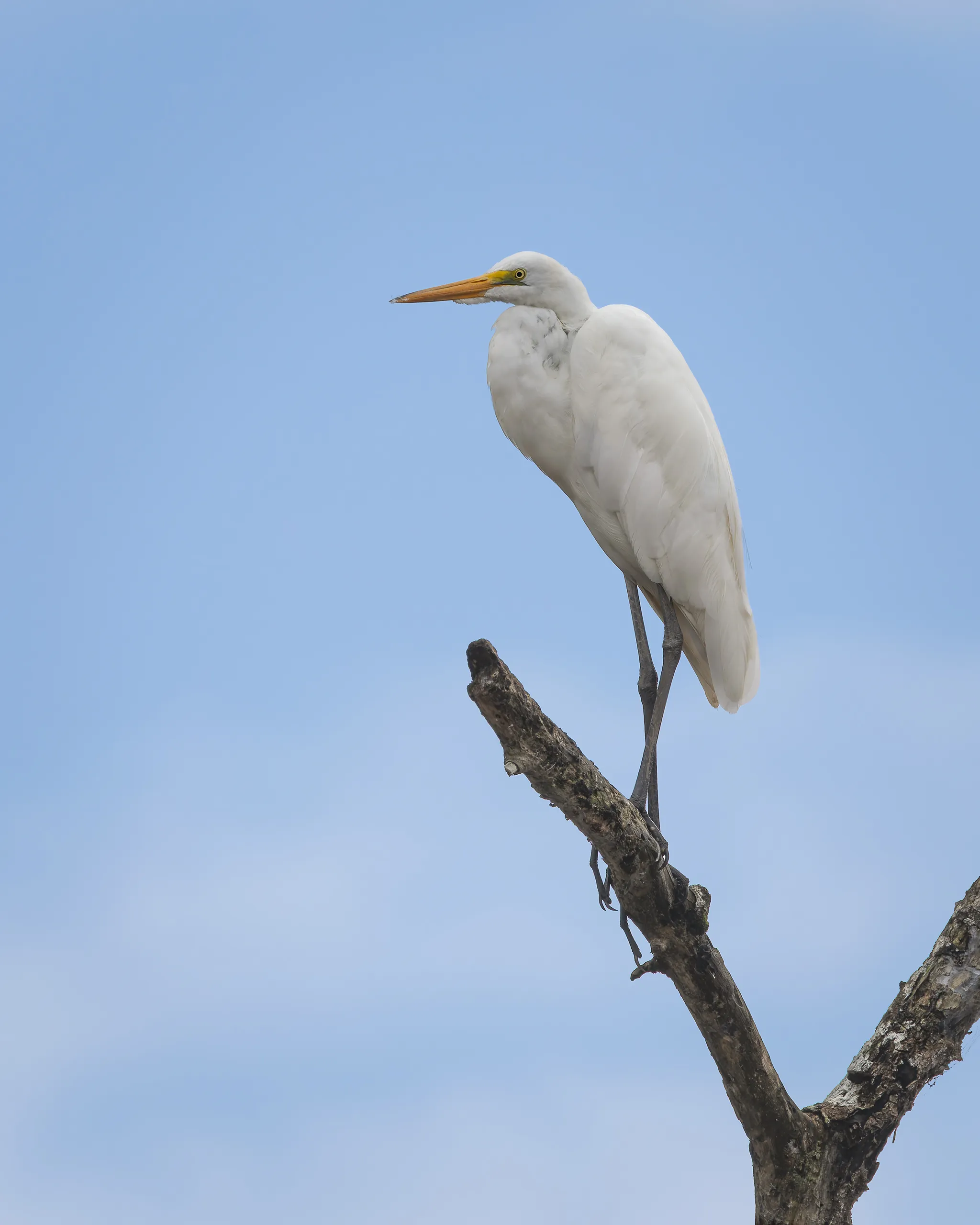 Great Egret, Costa Rica