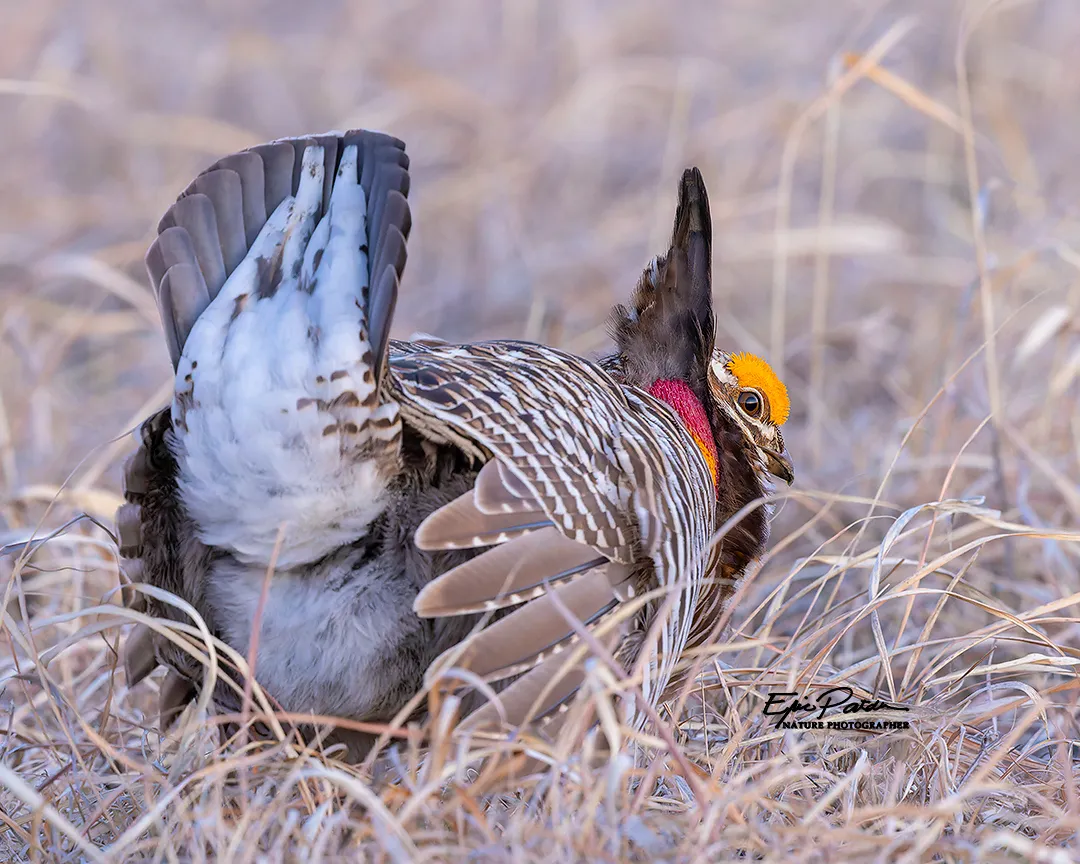 Galliformes — Greater Prairie Chicken