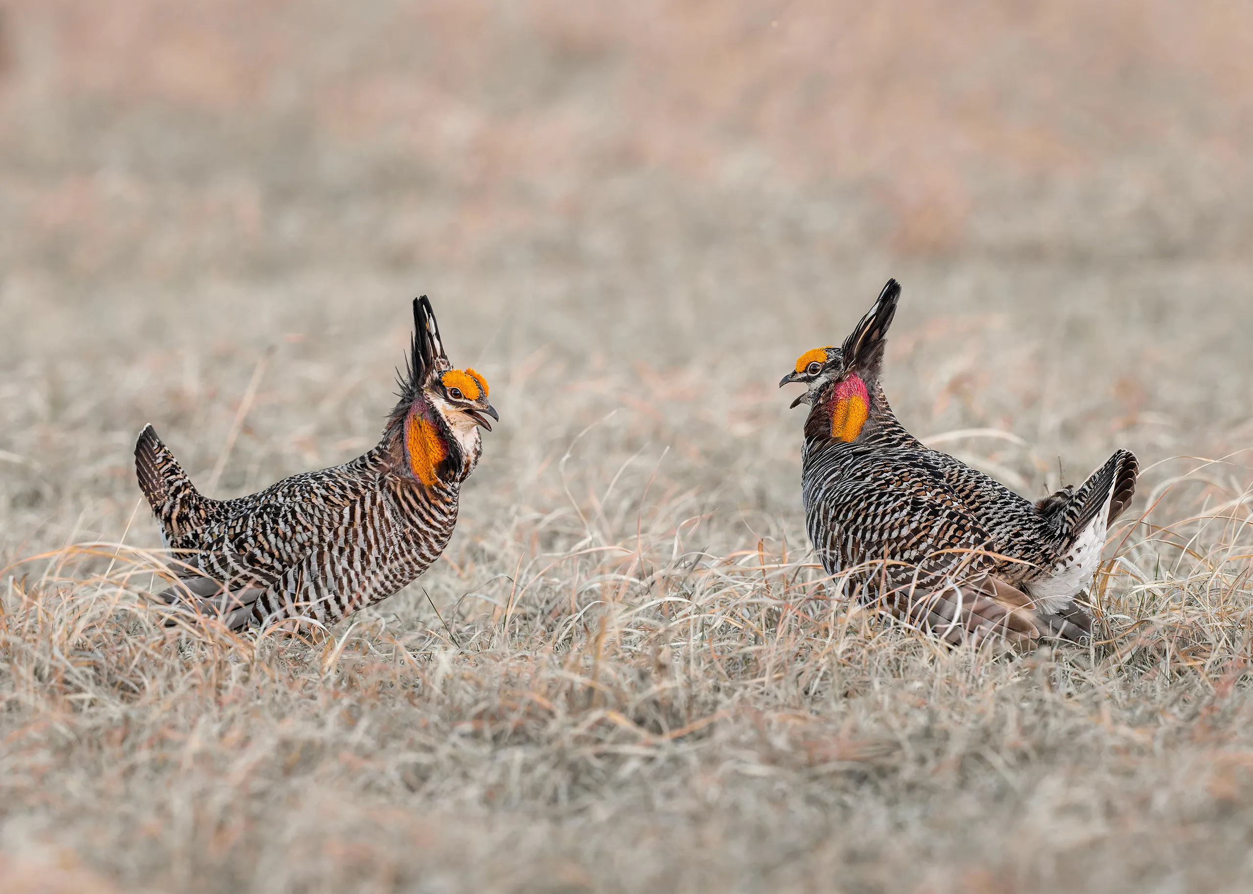 Greater Prairie Chicken, Nebraska