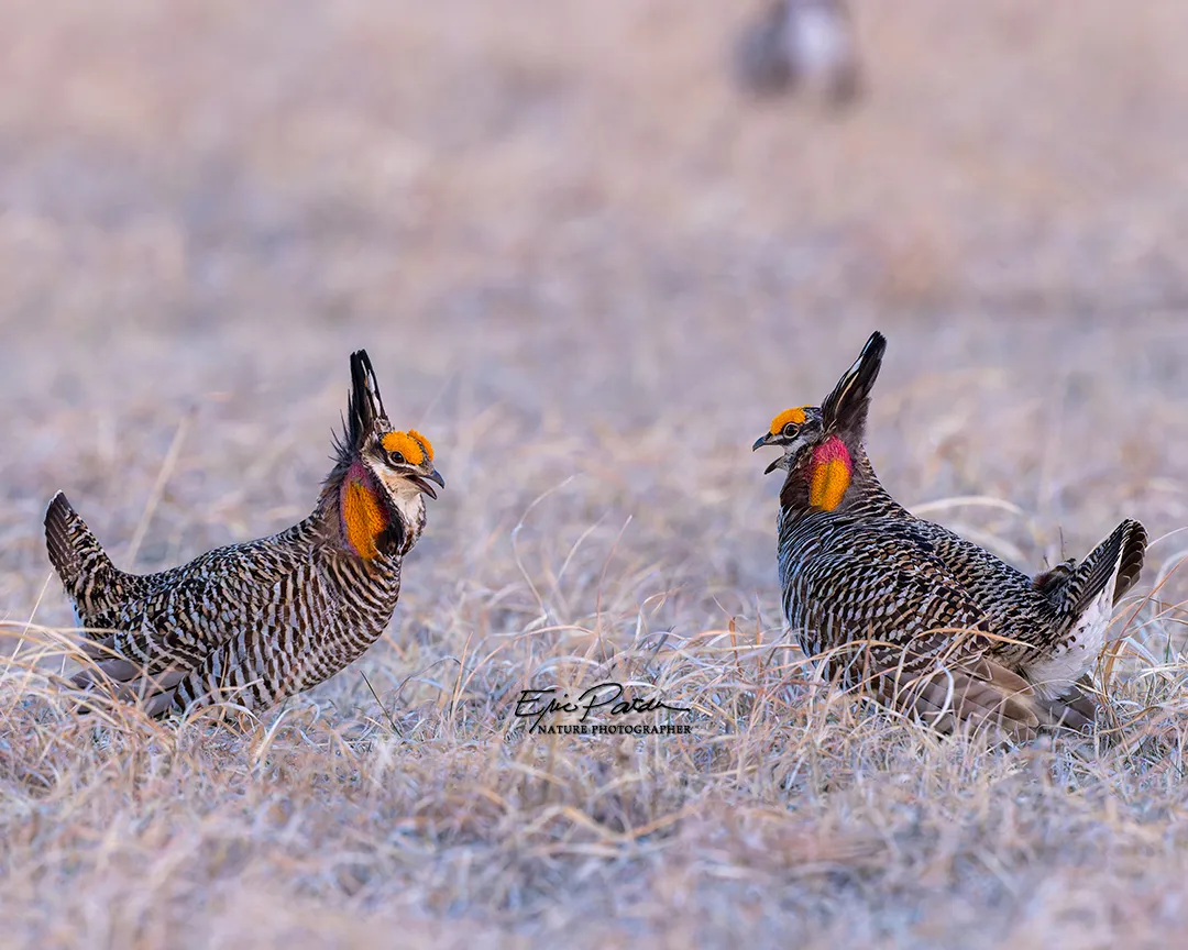 Greater Prairie Chicken