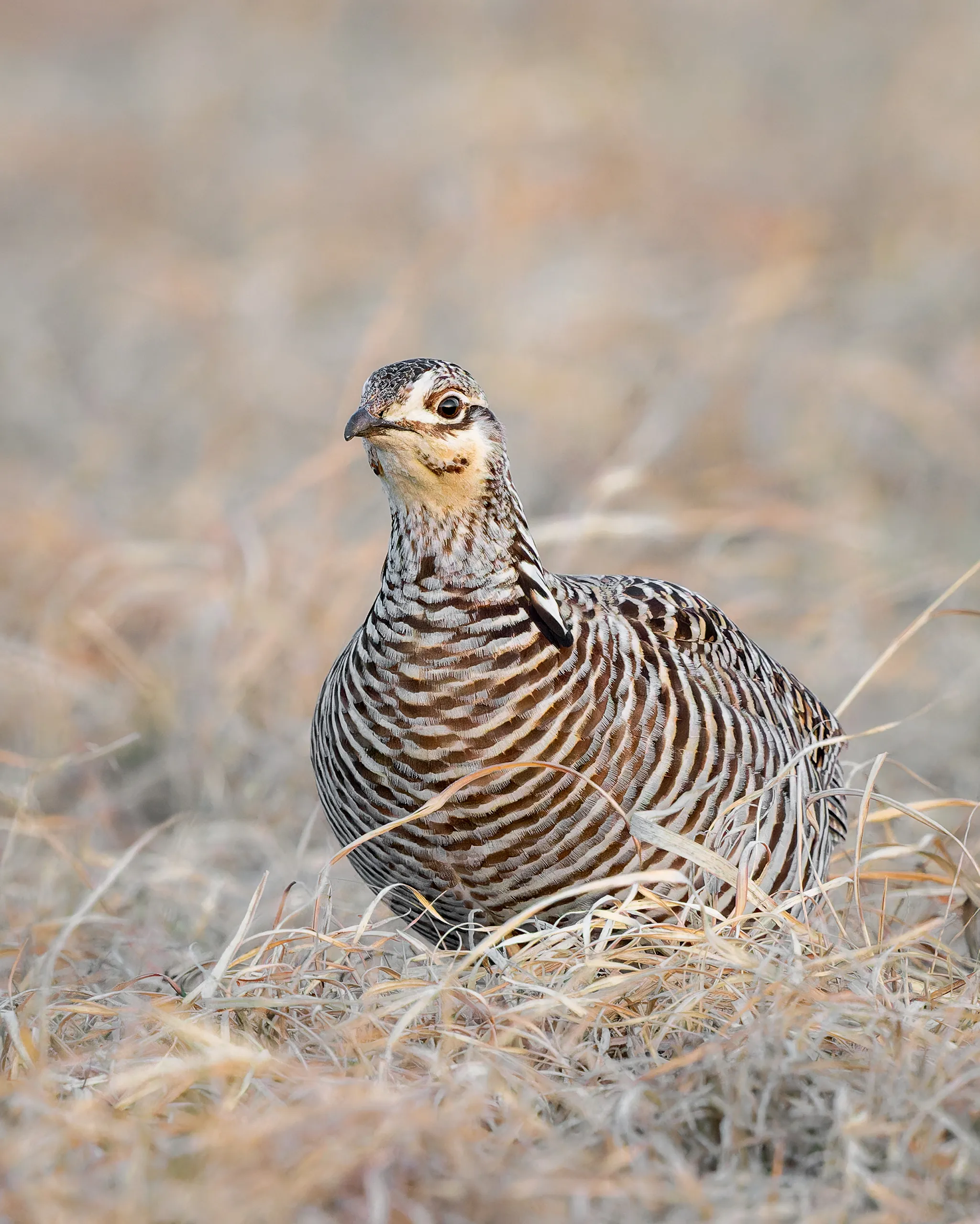 Greater Prairie Chicken, Nebraska