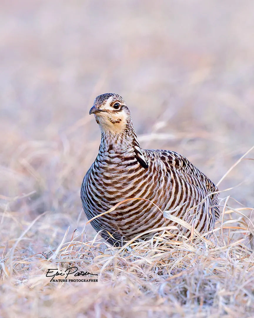 Greater Prairie Chicken