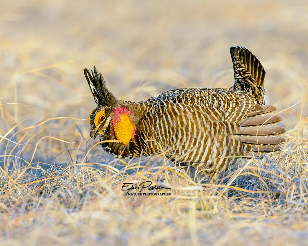 Greater Prairie Chicken