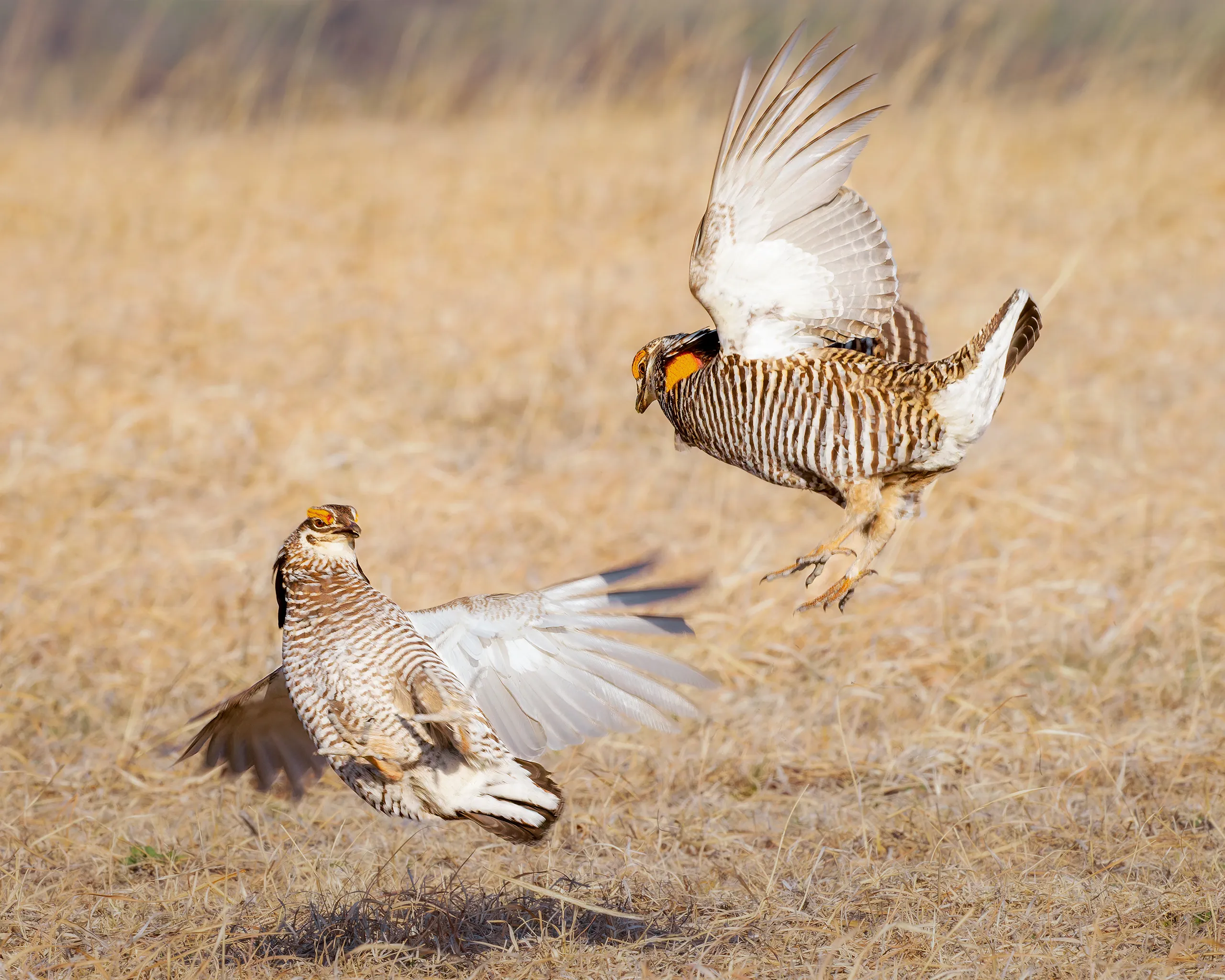 Greater Prairie Chicken, Nebraska