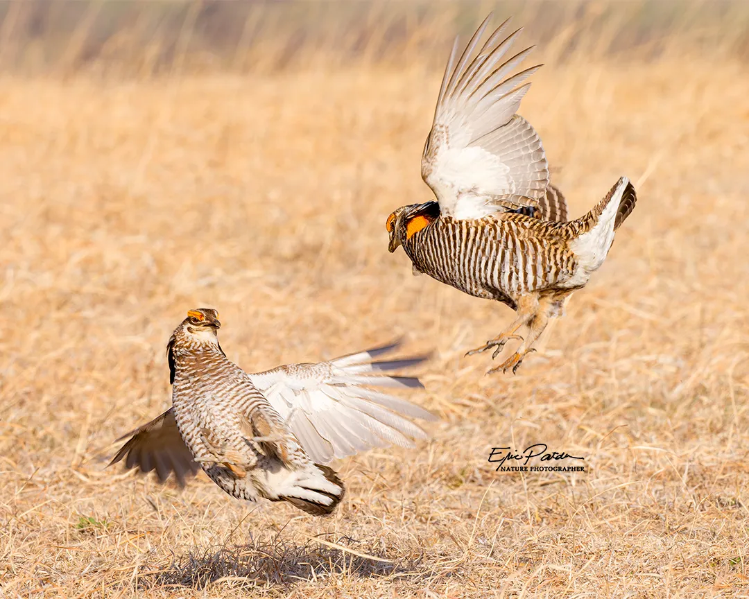 Greater Prairie Chicken