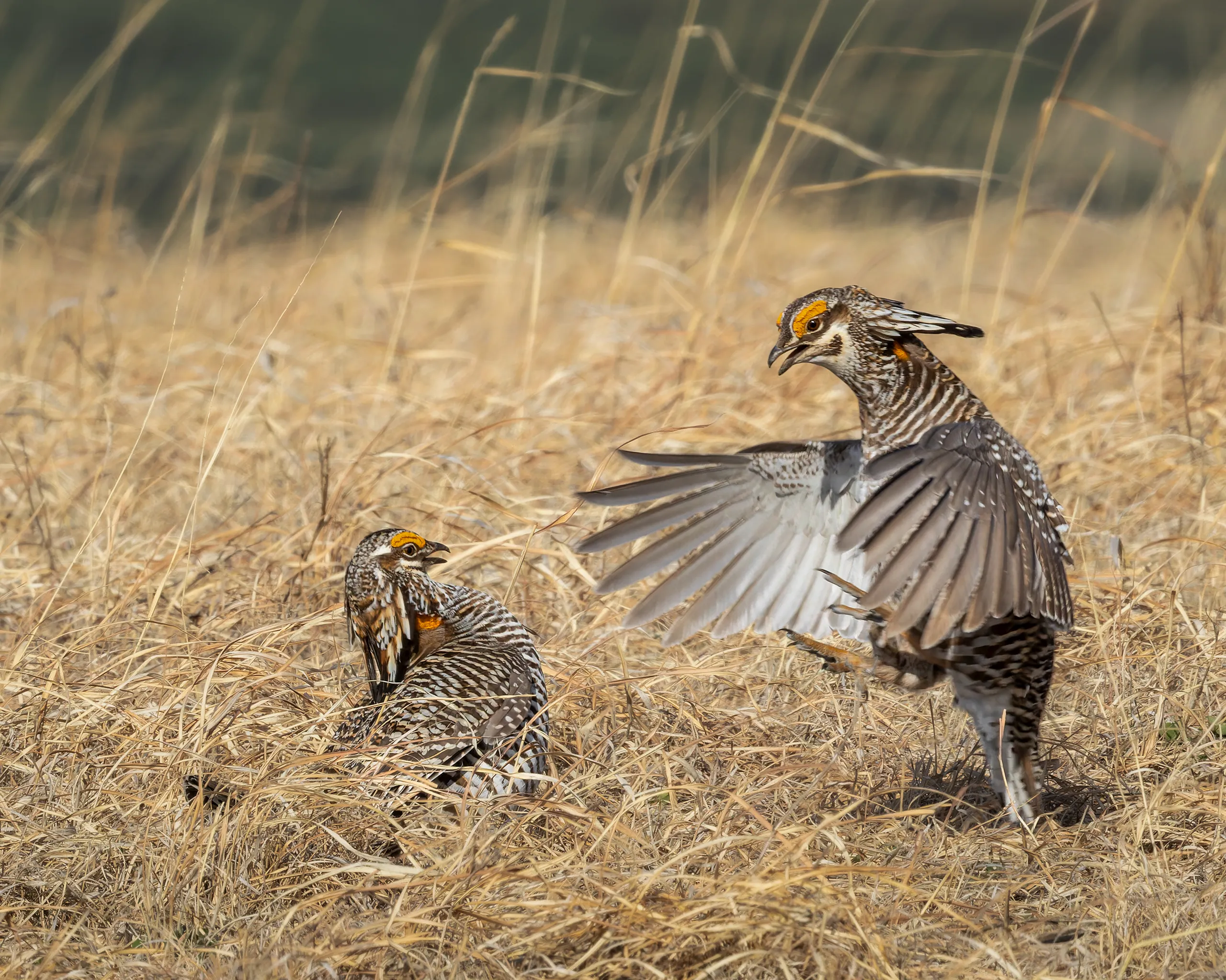 Greater Prairie Chicken, Nebraska