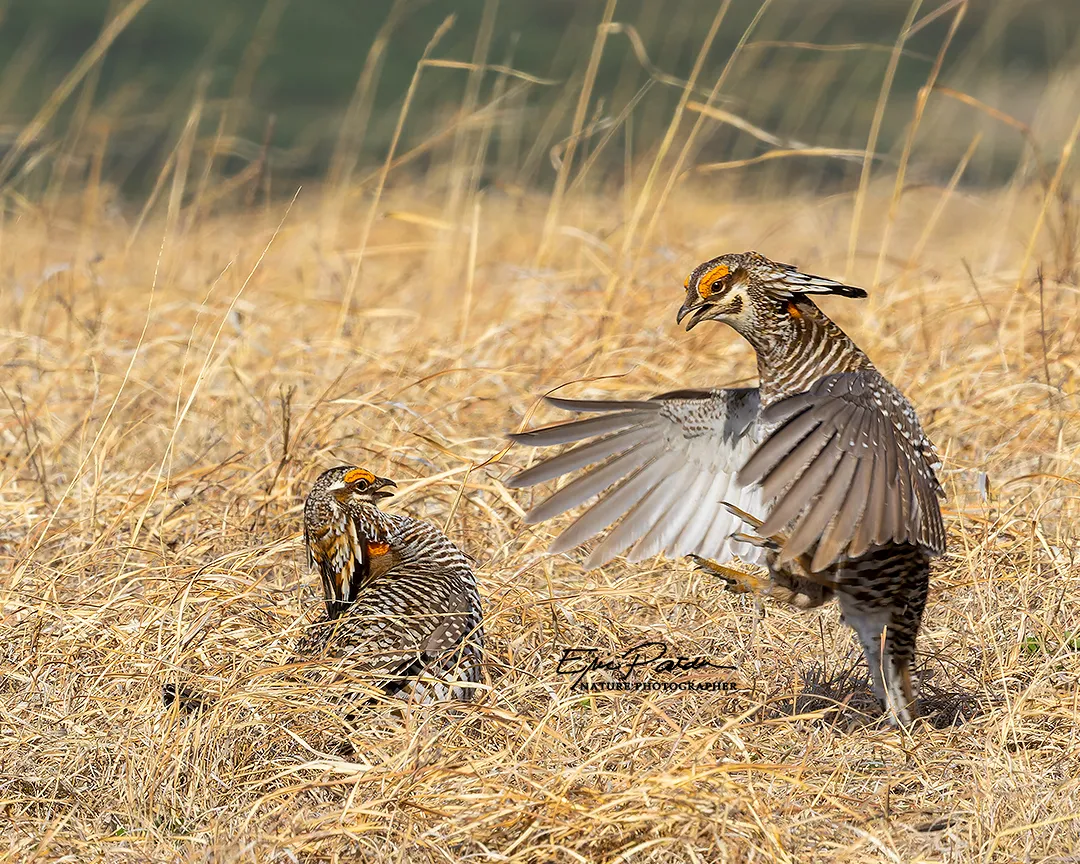 Greater Prairie Chicken