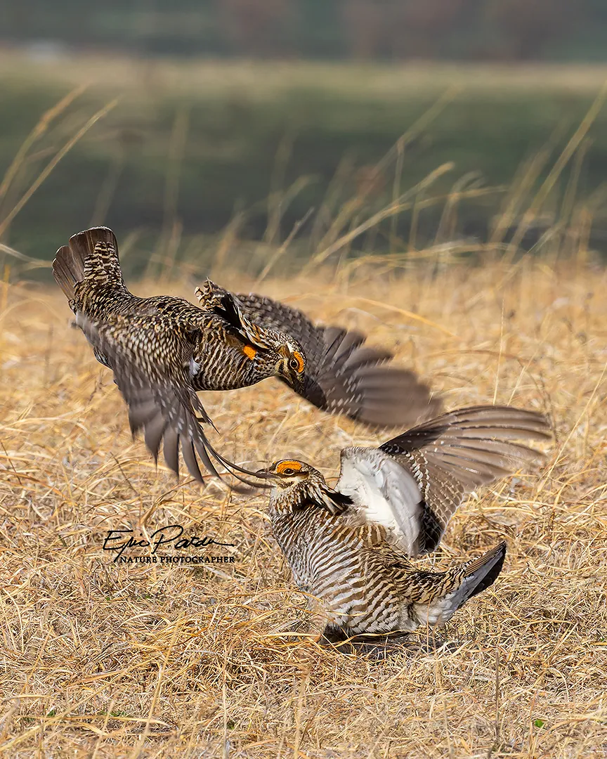 Greater Prairie Chicken