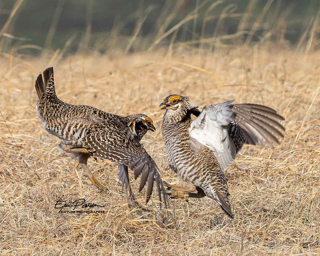 Greater Prairie Chicken
