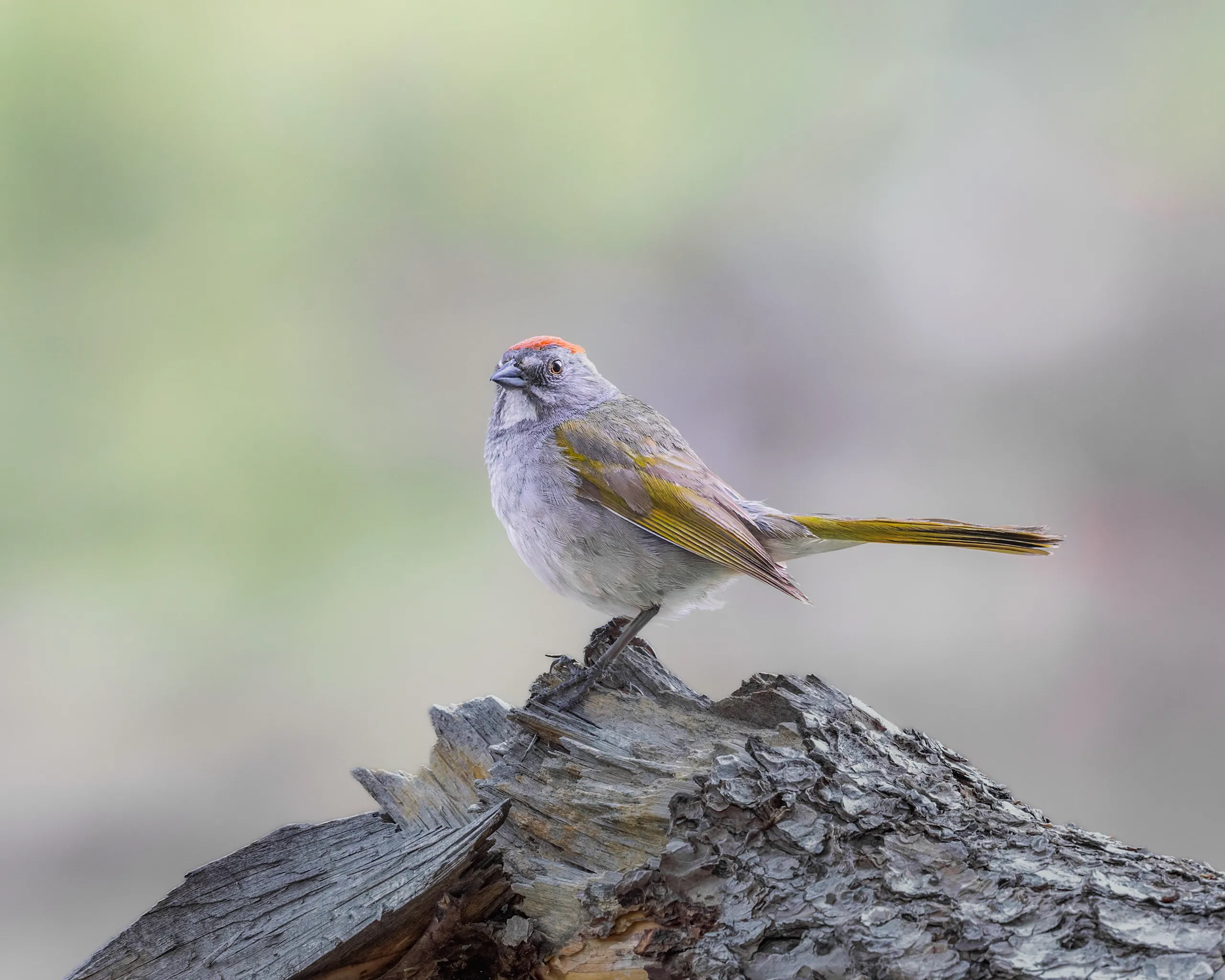 Green-tailed Towhee, Colorado