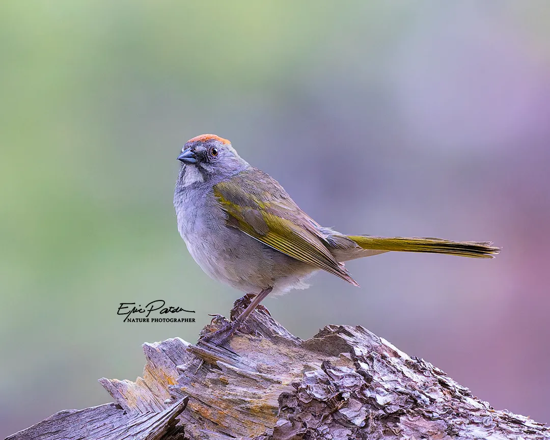 Green-tailed Towhee, Colorado