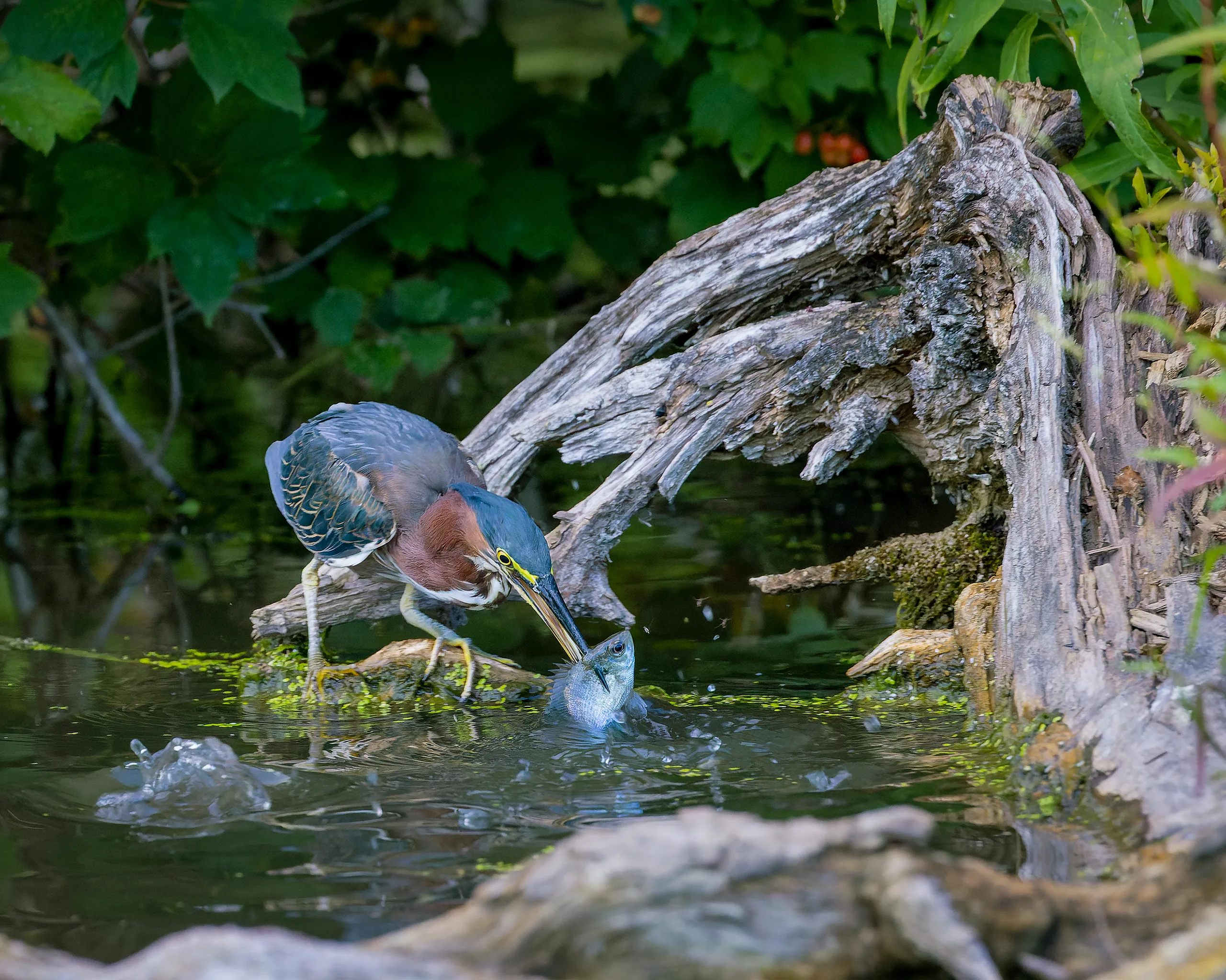 Green Heron, Nebraska