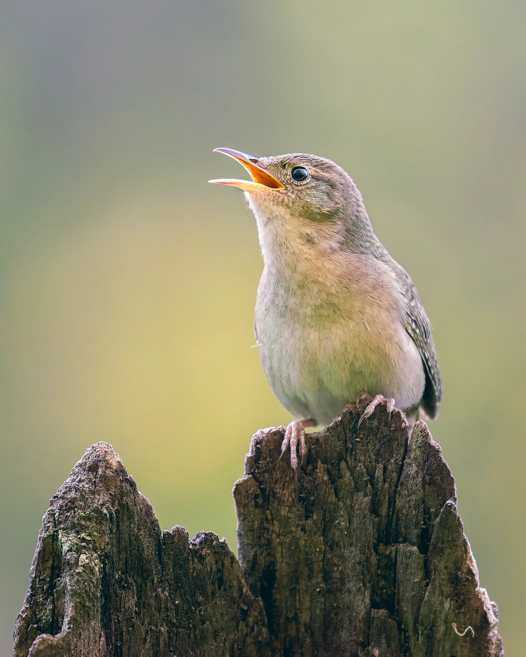 House Wren, Nebraska