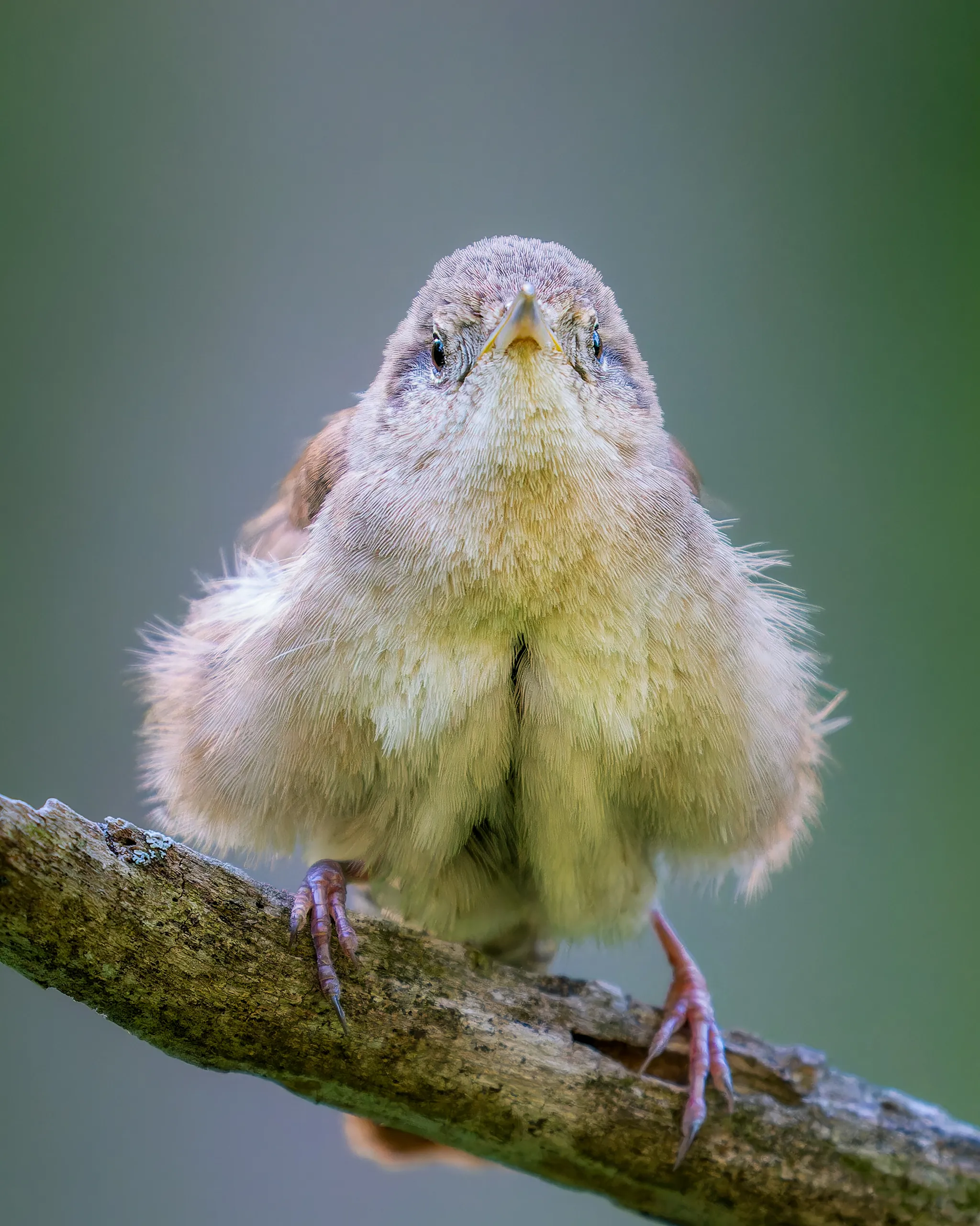 House Wren, Nebraska