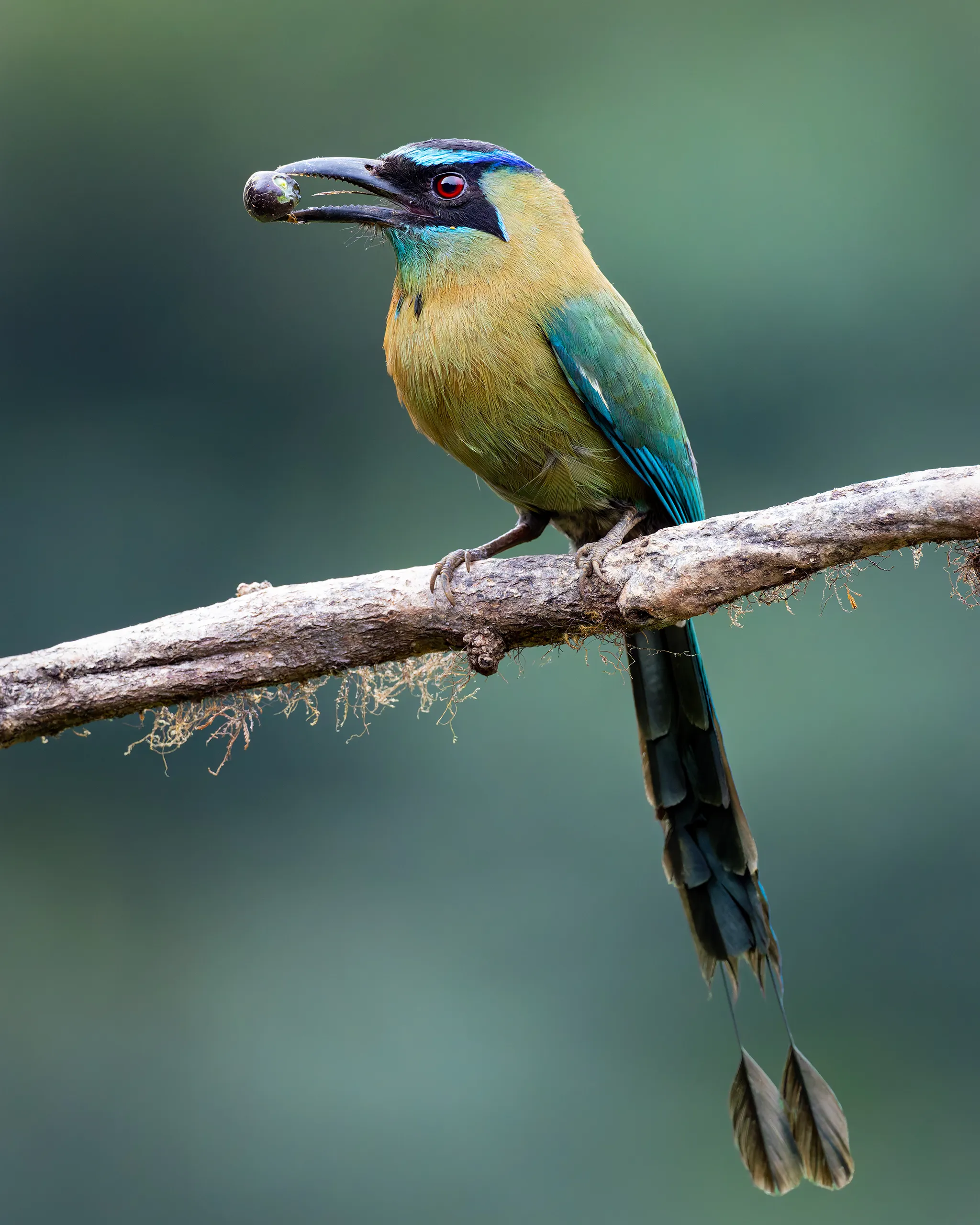 Lesson's Motmot, Costa Rica
