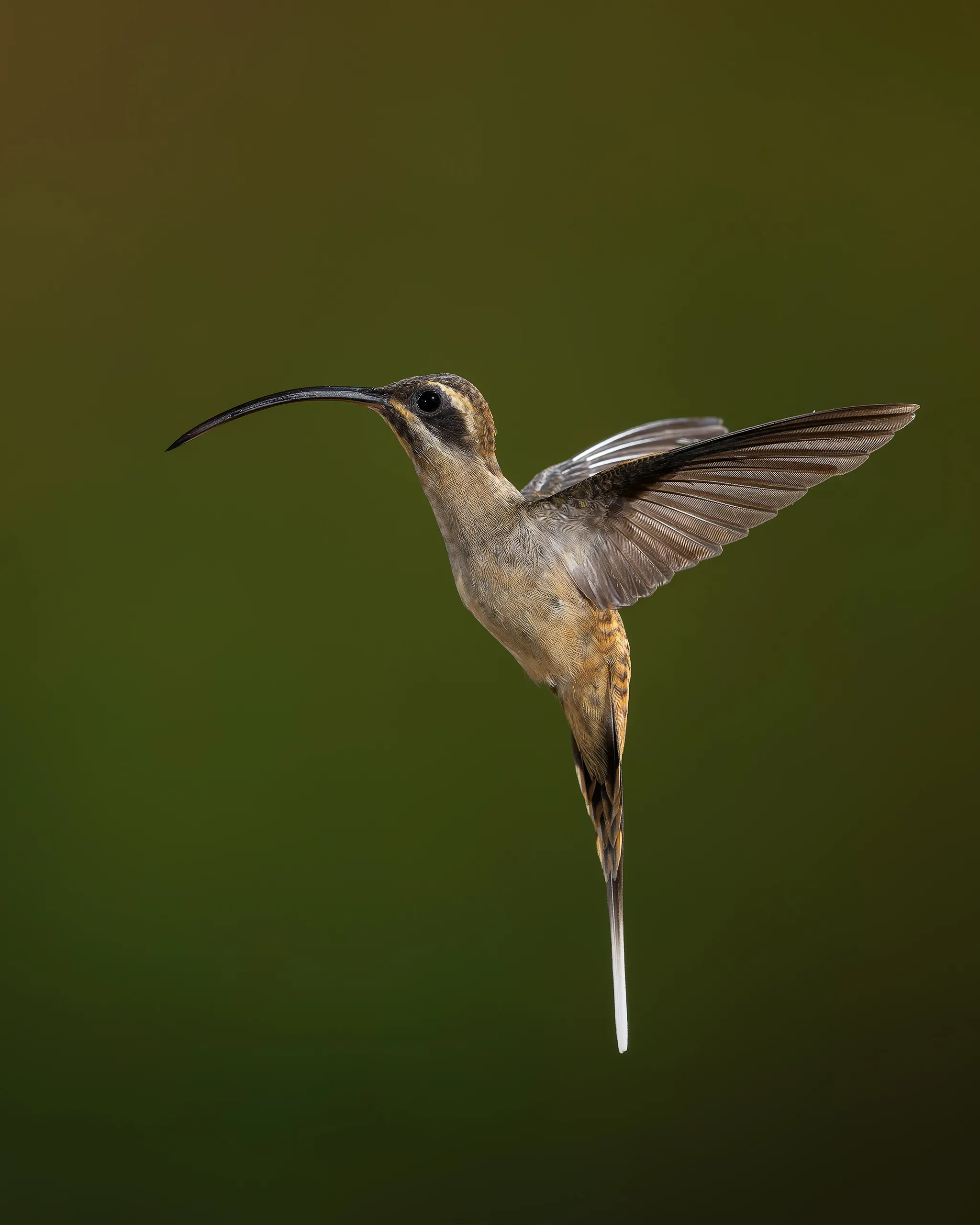 Long-billed Hermit, Costa Rica