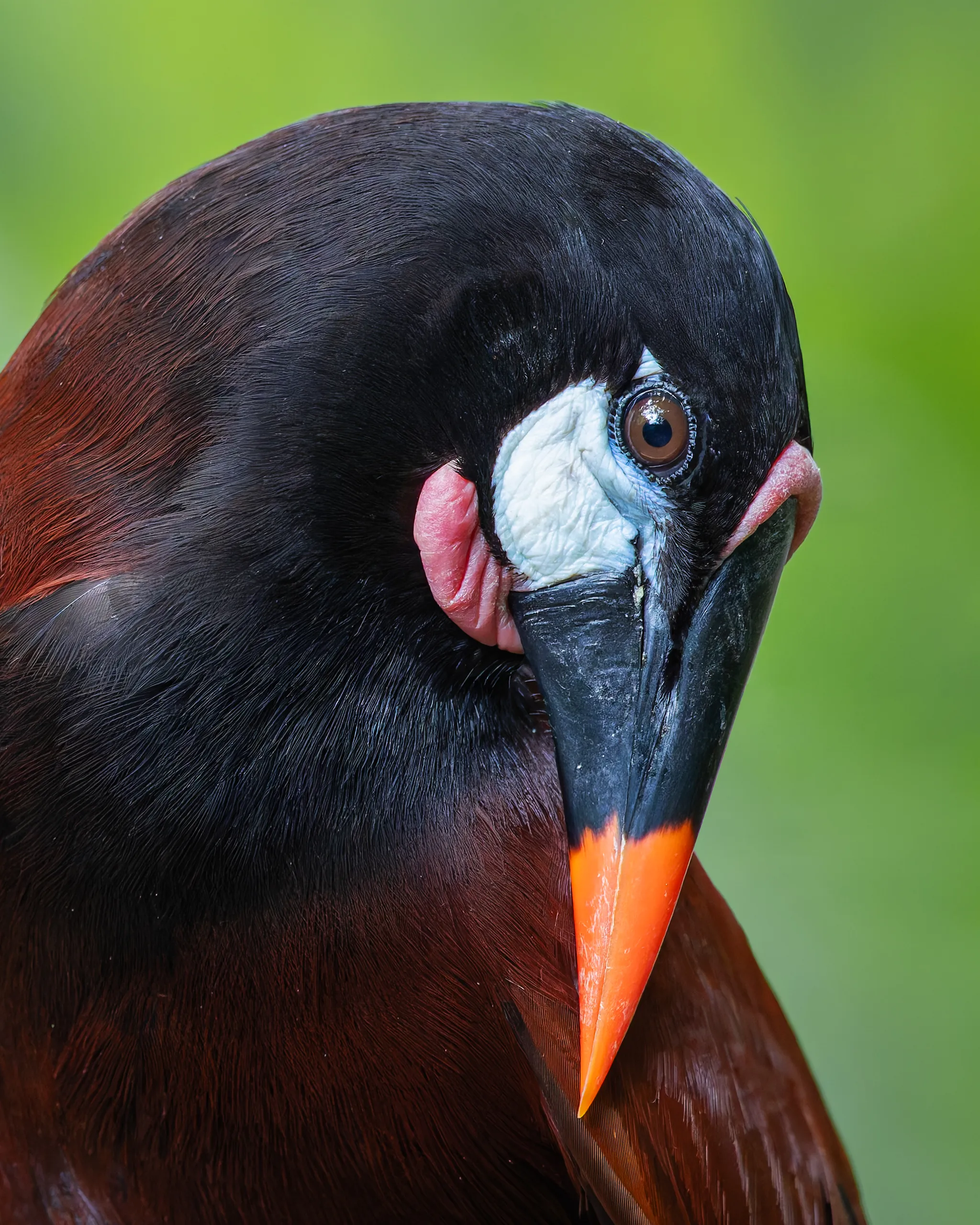 Montezuma Oropendola, Costa Rica
