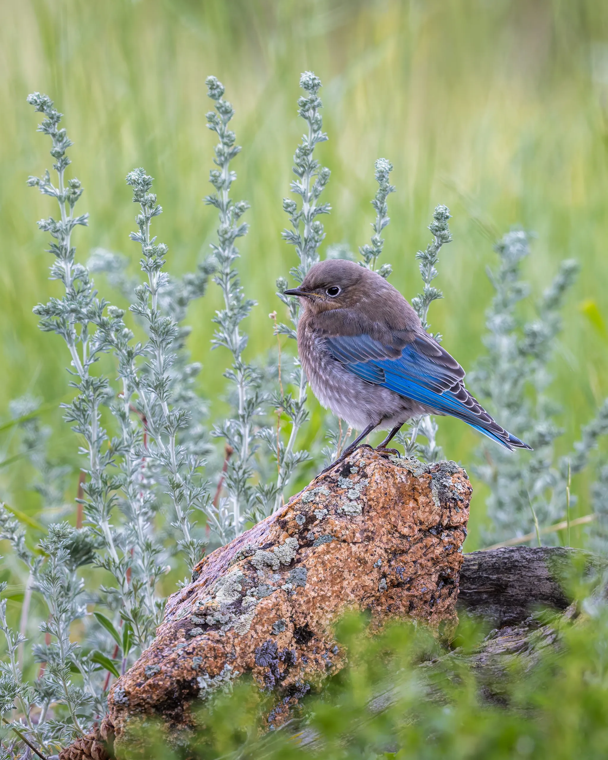 Mountain Bluebird, Colorado